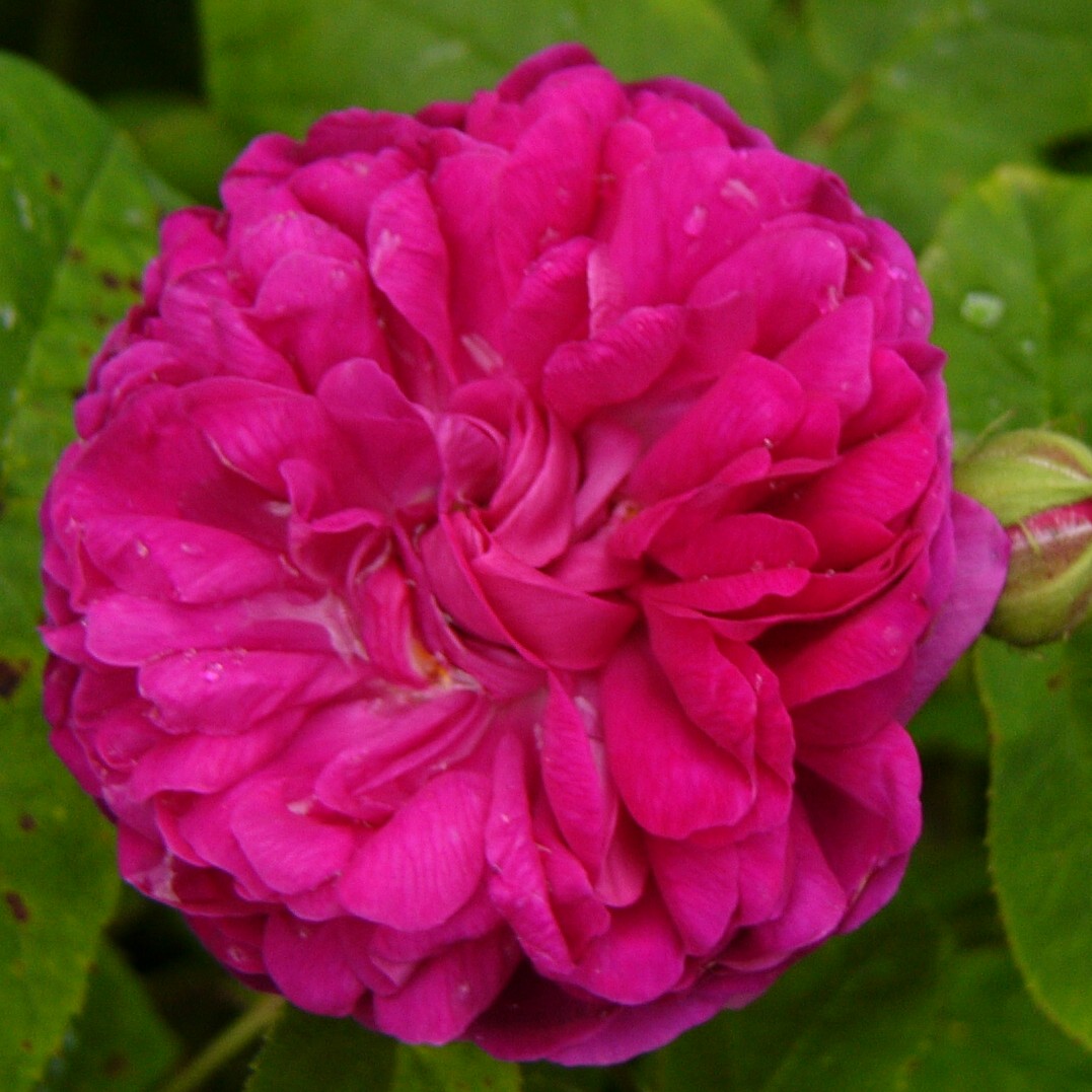 Rose de Resht – Bild 2