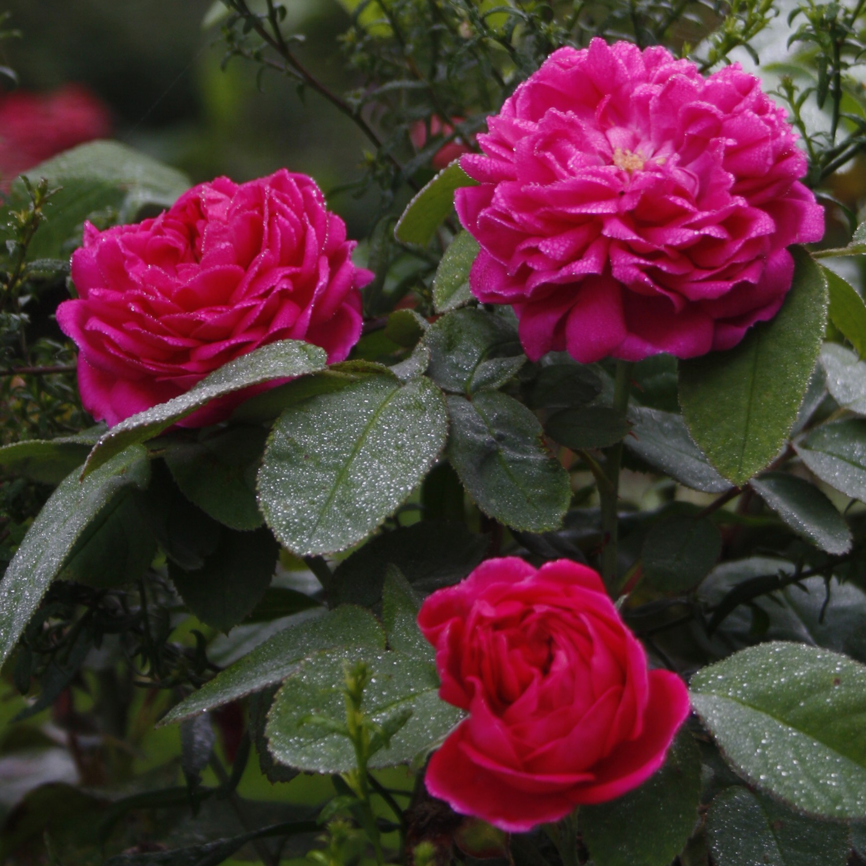 Rose de Resht – Bild 3