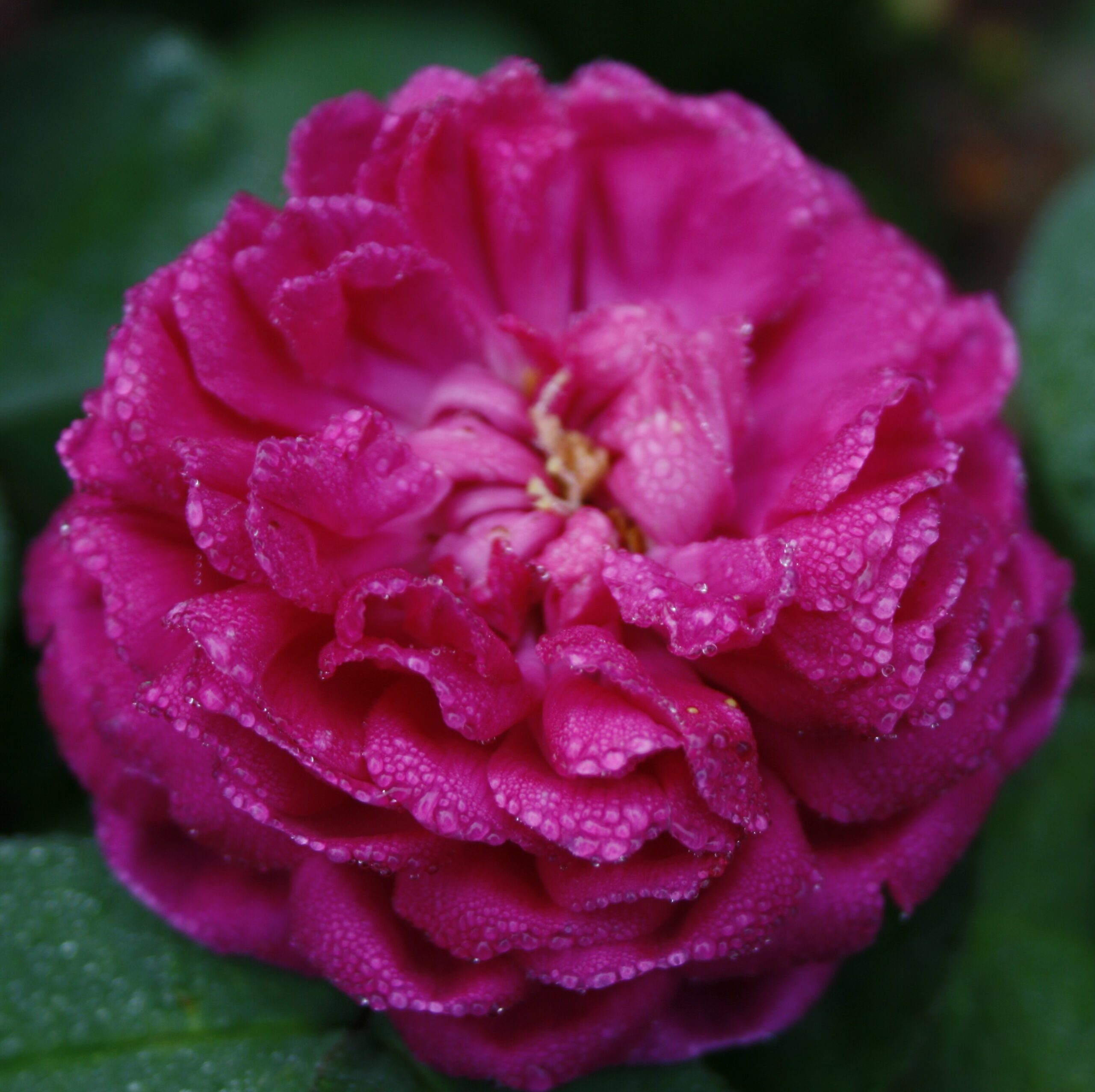 Rose de Resht – Bild 4