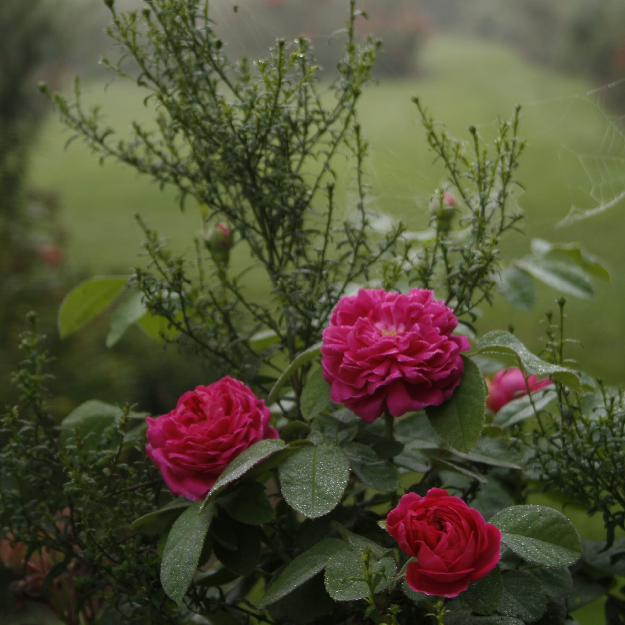 Rose de Resht – Bild 5