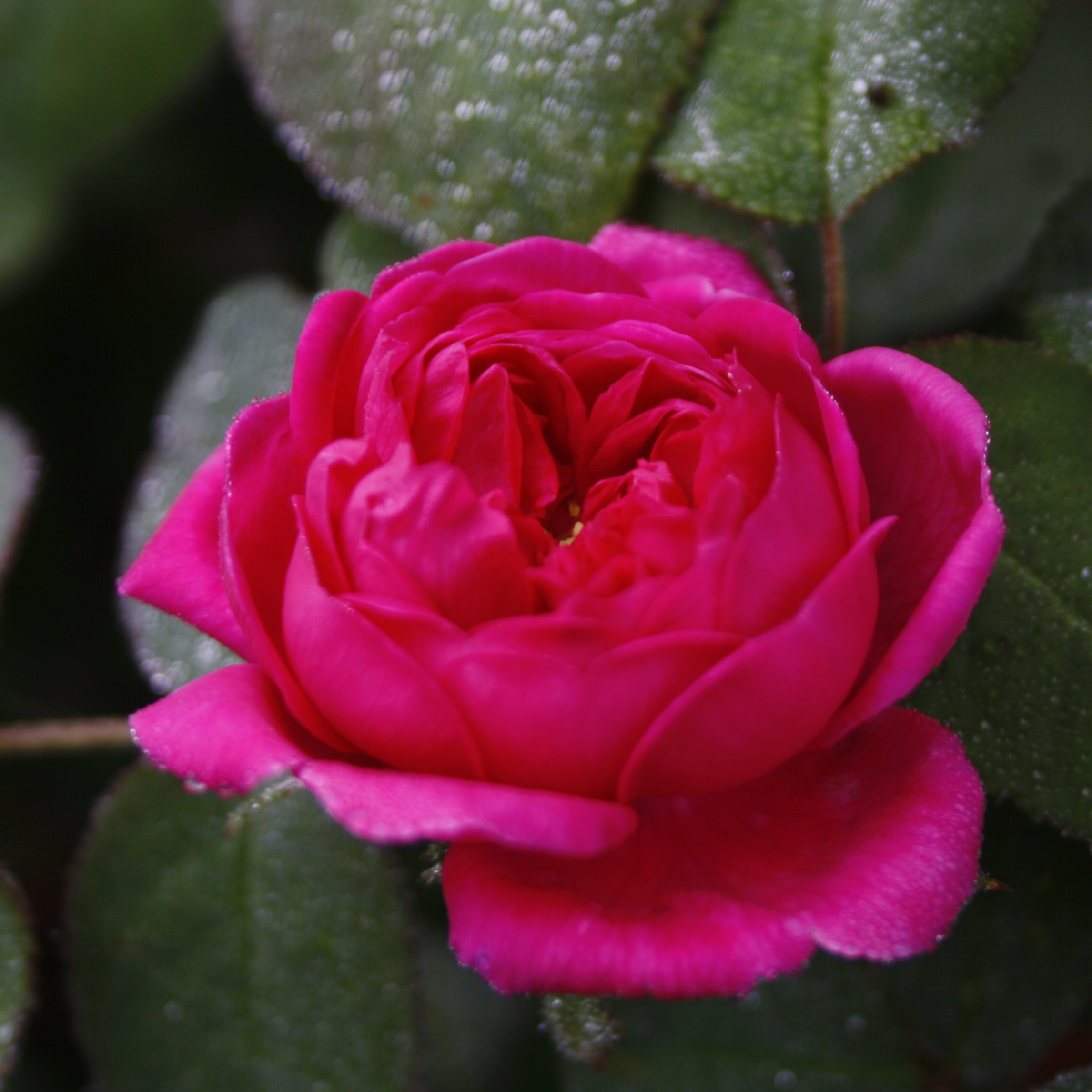 Rose de Resht – Bild 6