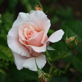 Rose de Tolbiac
