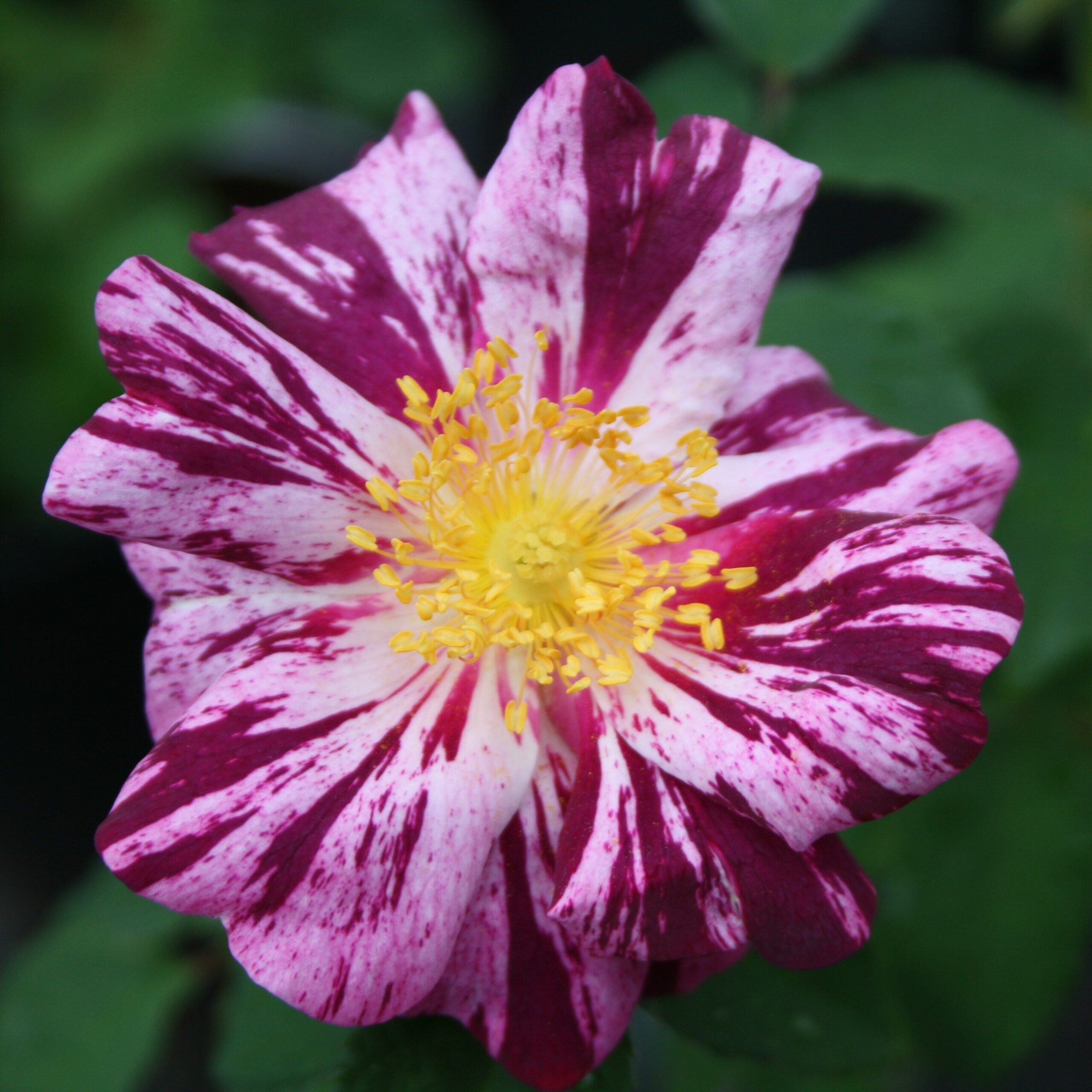 Roseraie de Commer – Bild 5
