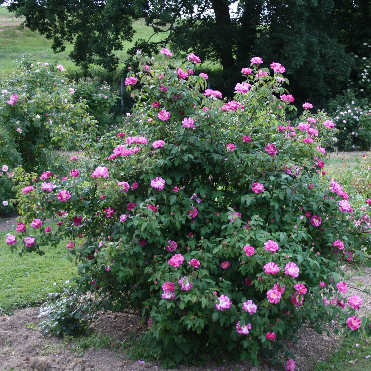 Roseraie de Commer – Bild 6