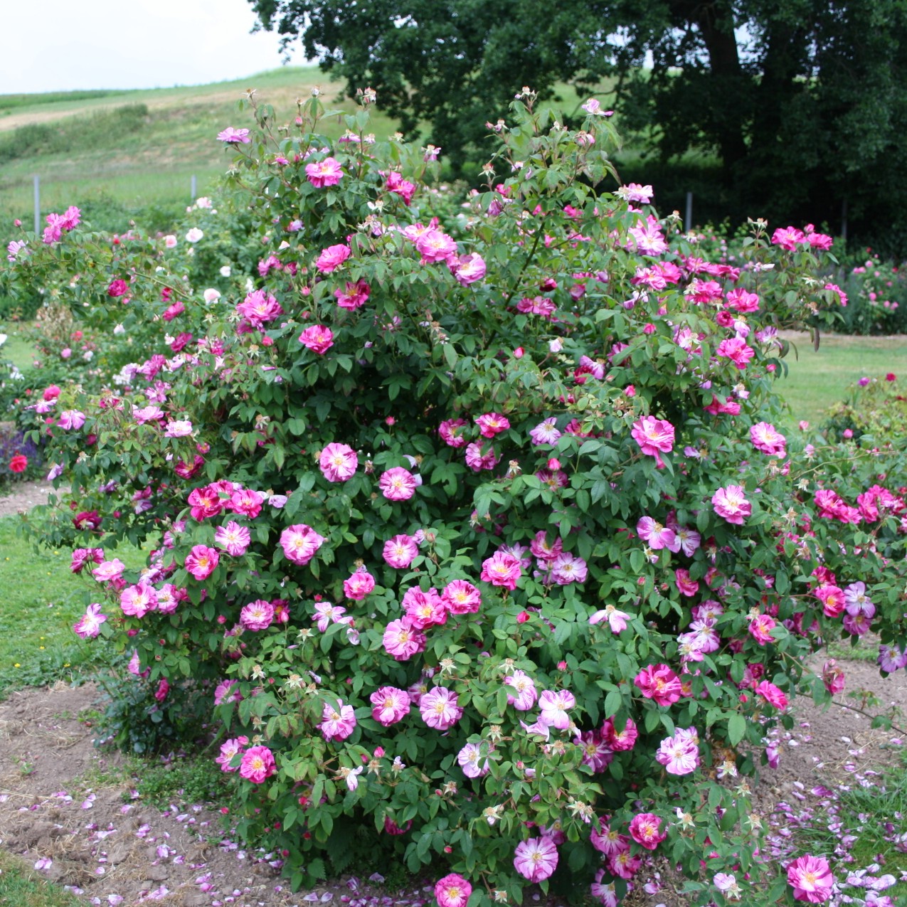 Roseraie de Commer – Bild 7