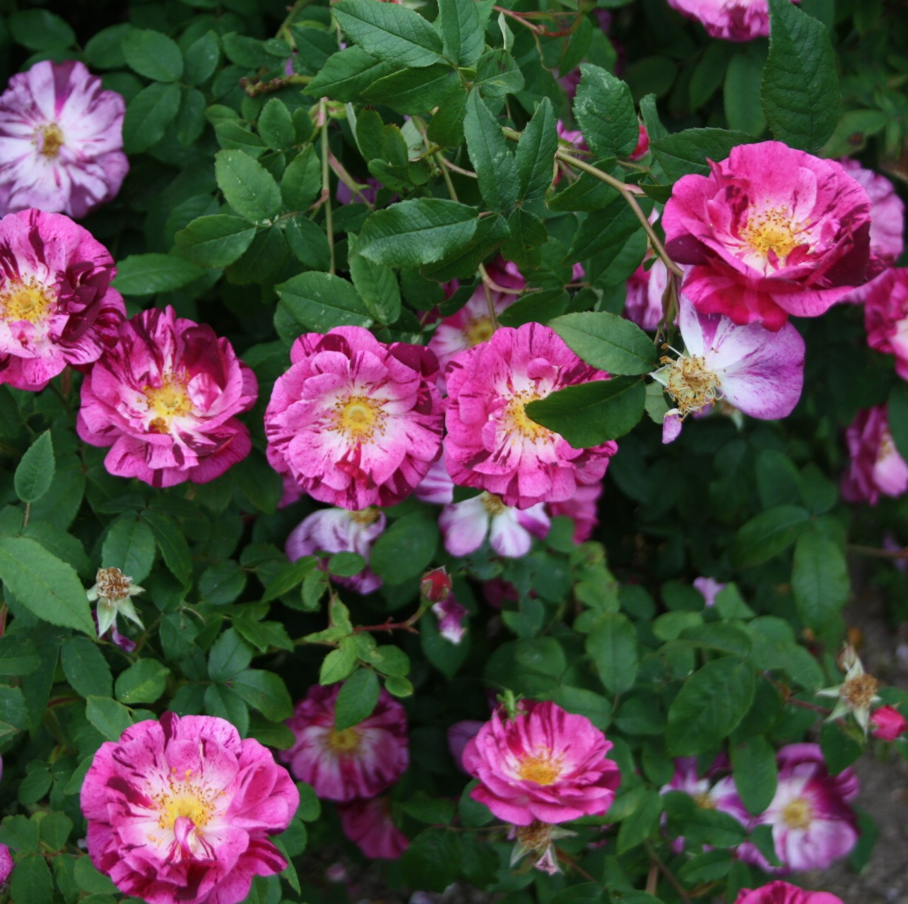 Roseraie de Commer – Bild 8