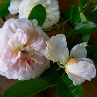 Royal Cluster