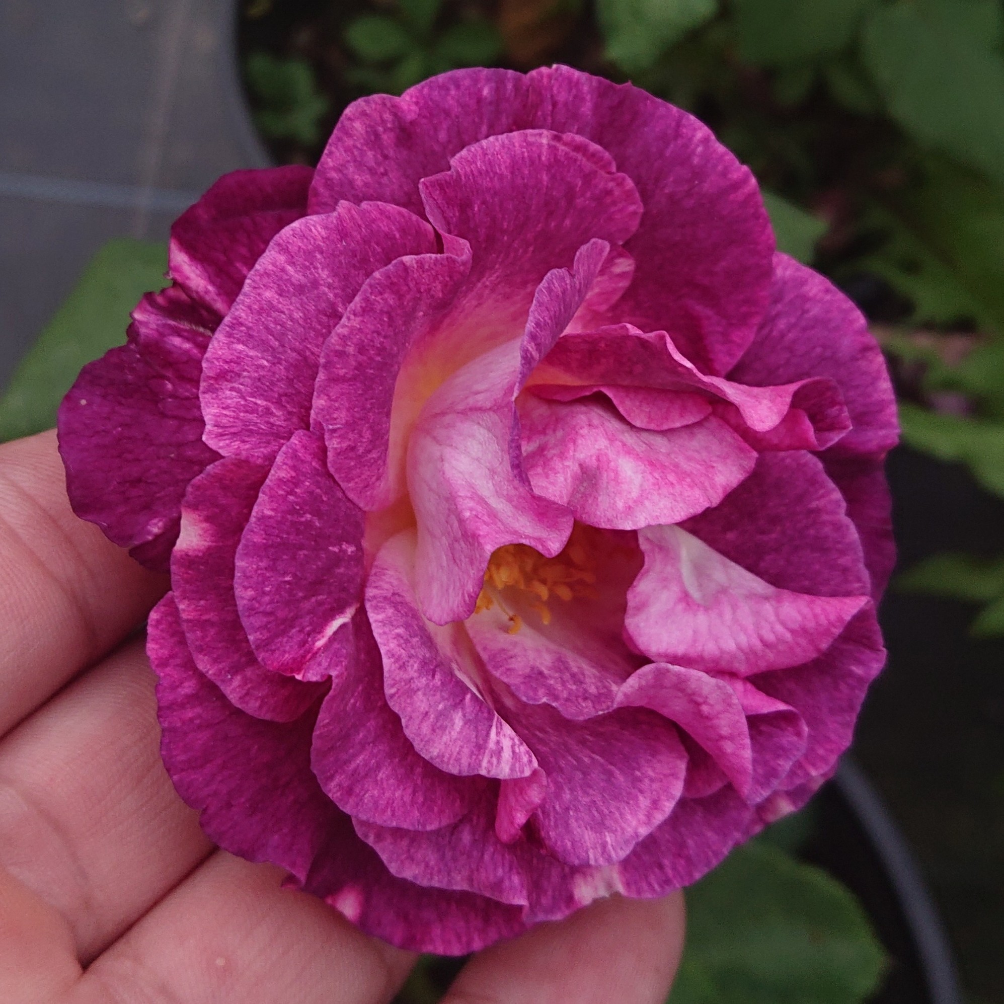 Sofie – Bild 9