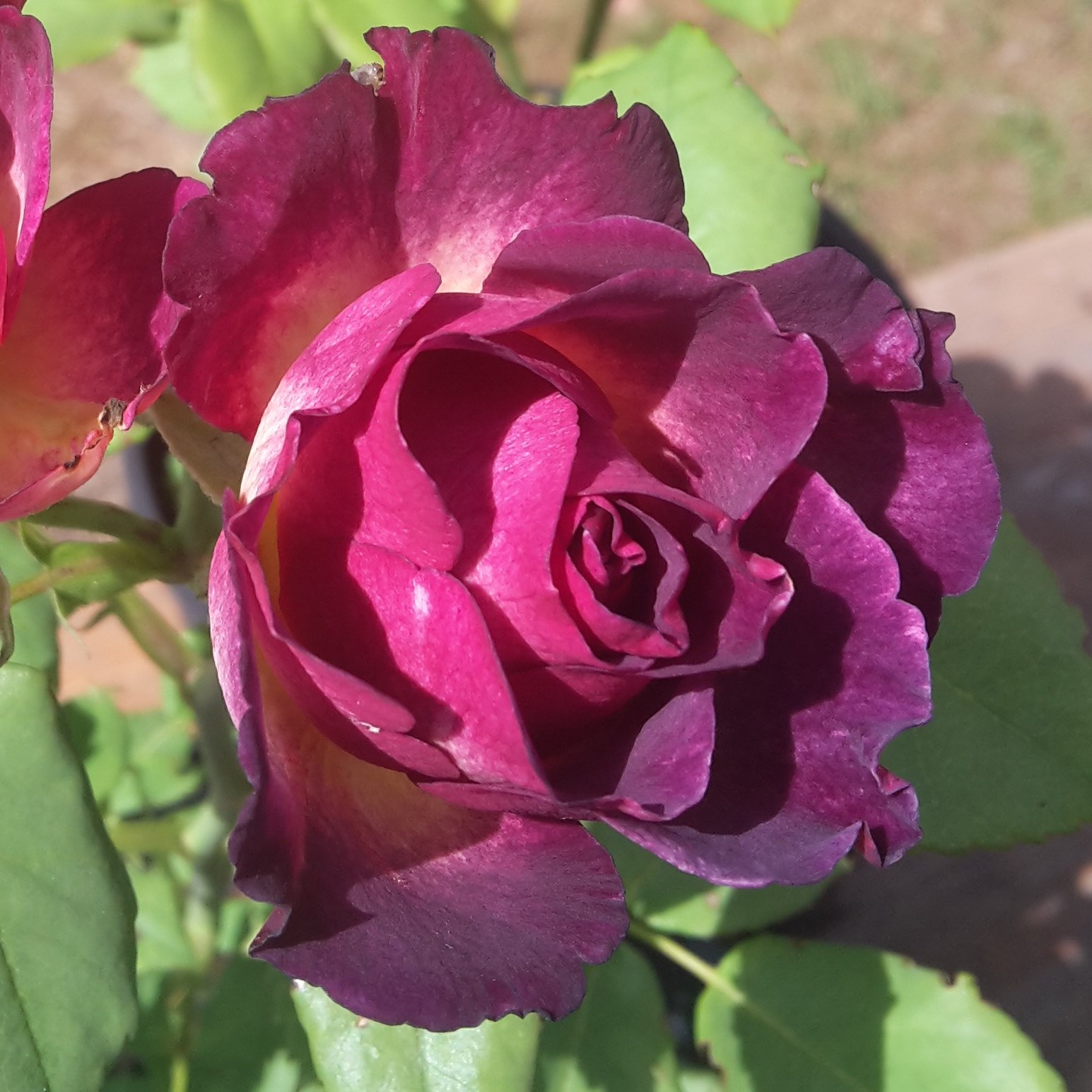 Sofie – Bild 8