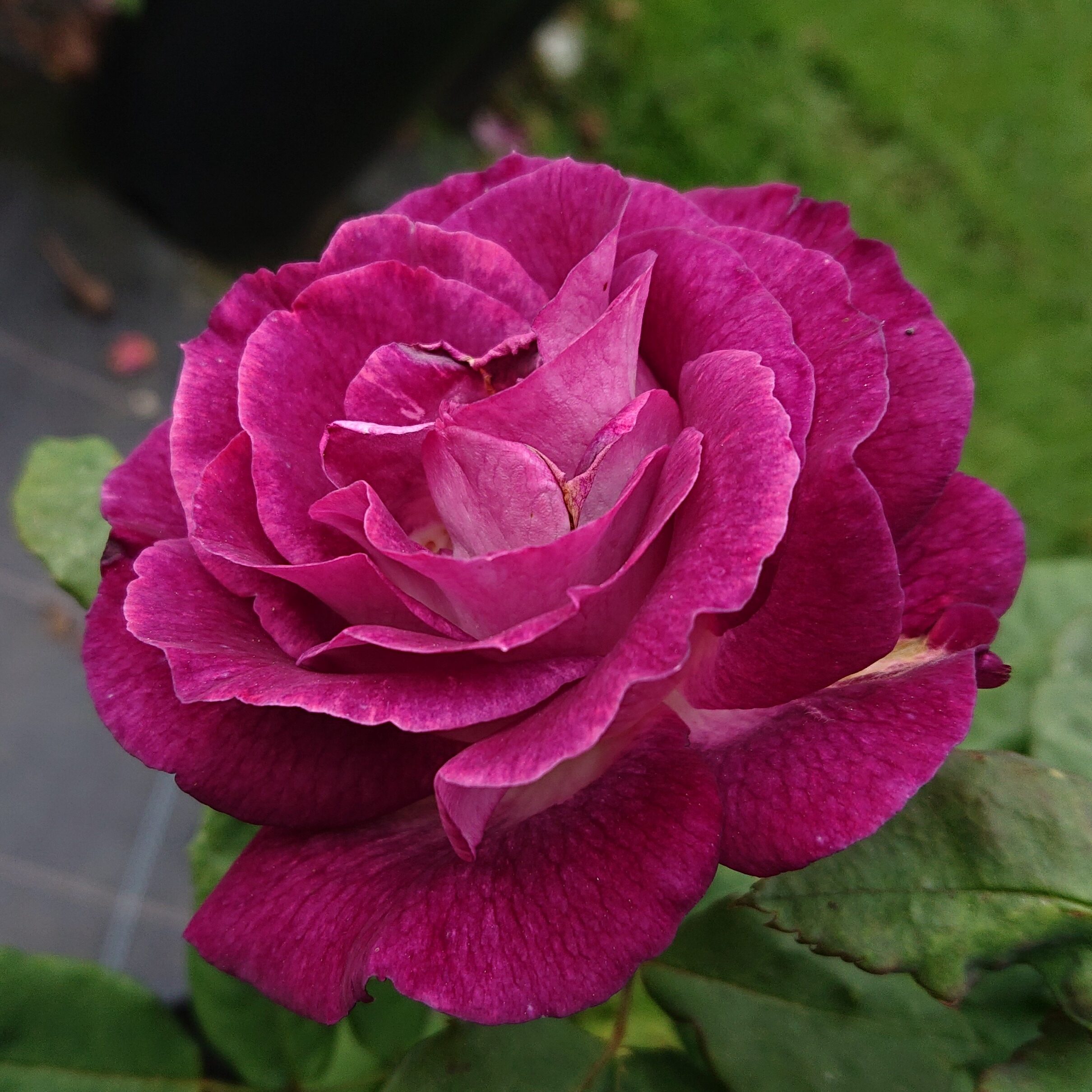 Sofie – Bild 14