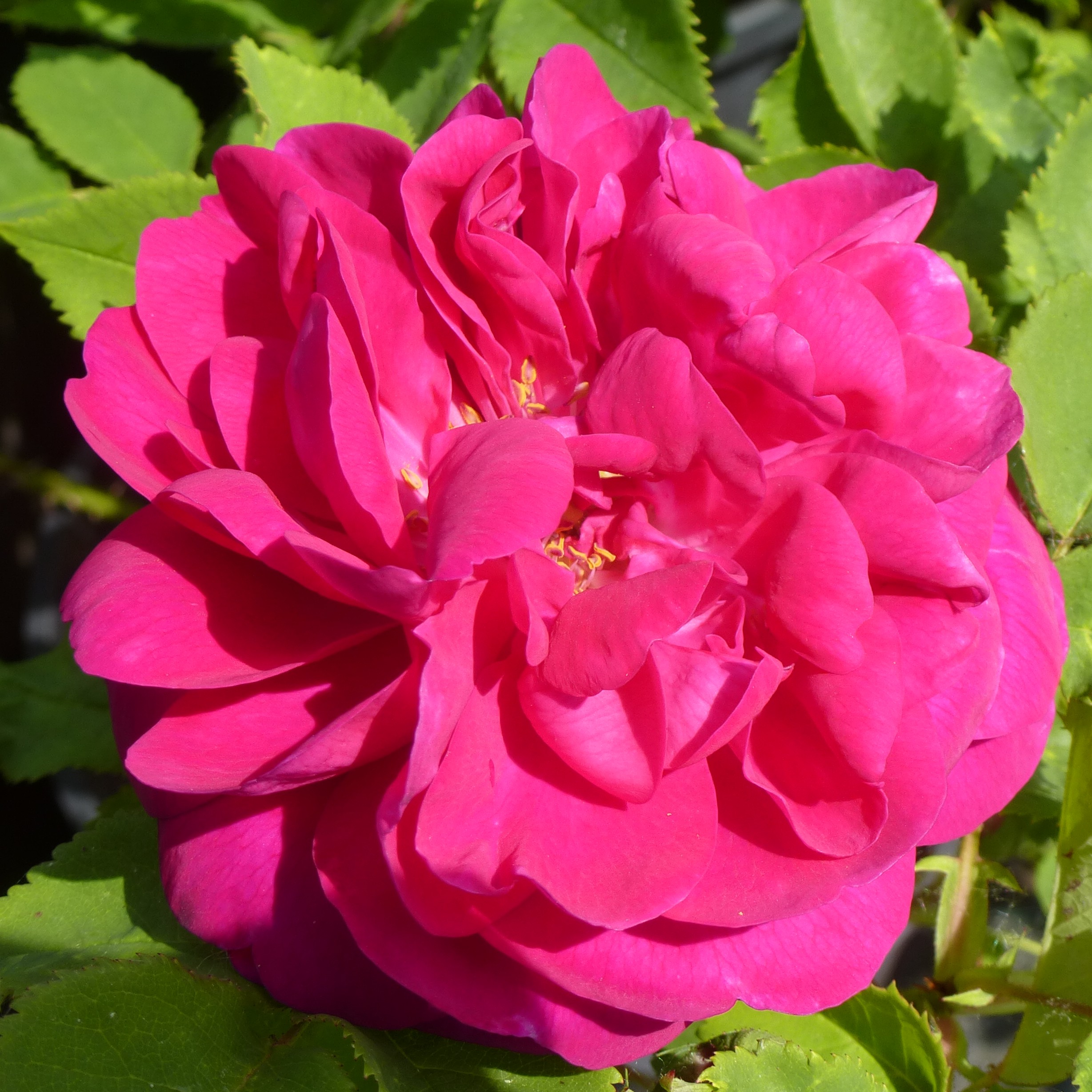 Star of Waltham – Bild 3