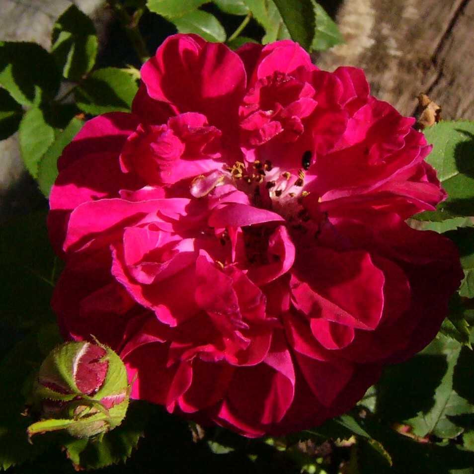 Star of Waltham – Bild 5