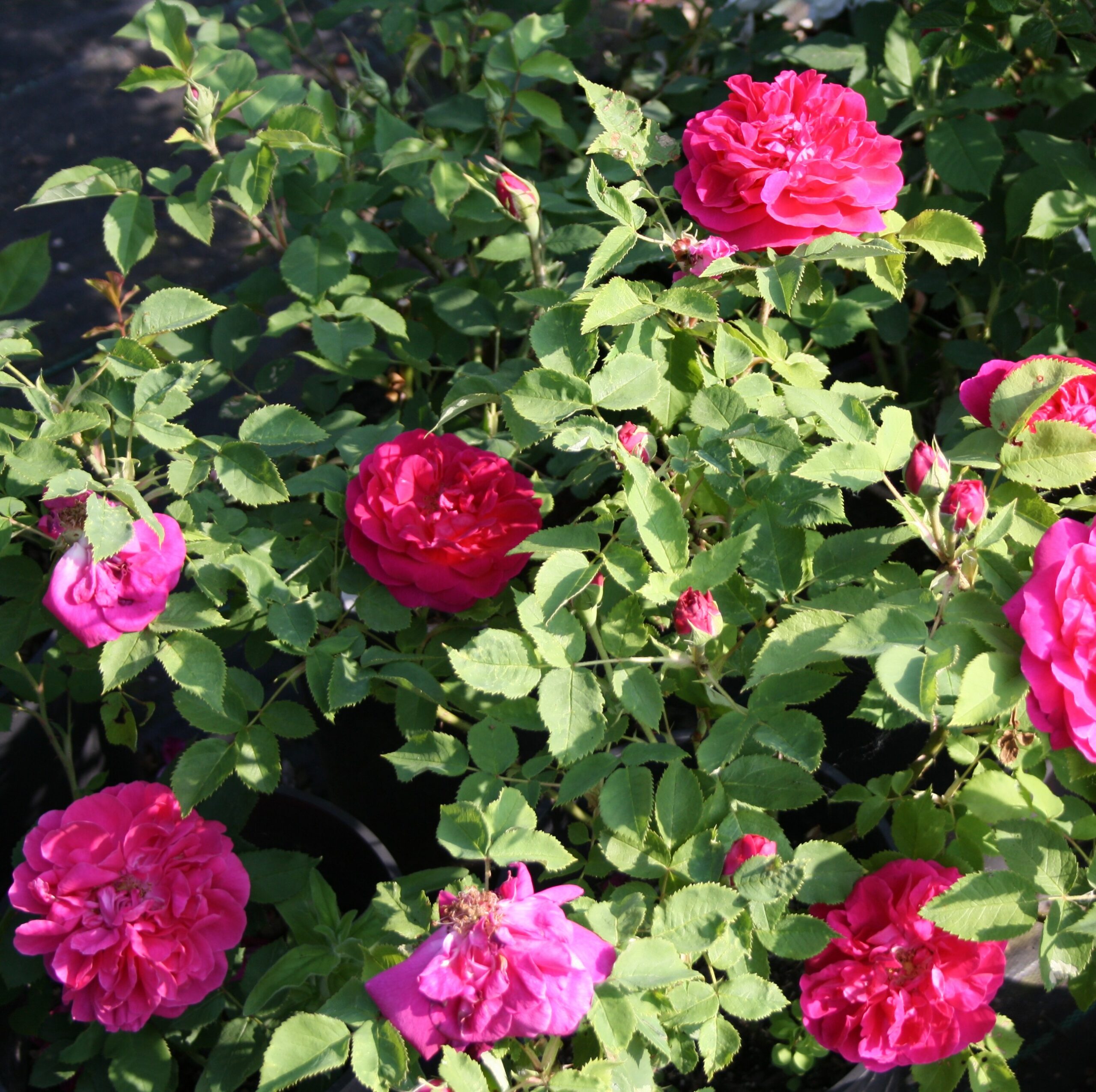 Star of Waltham – Bild 7