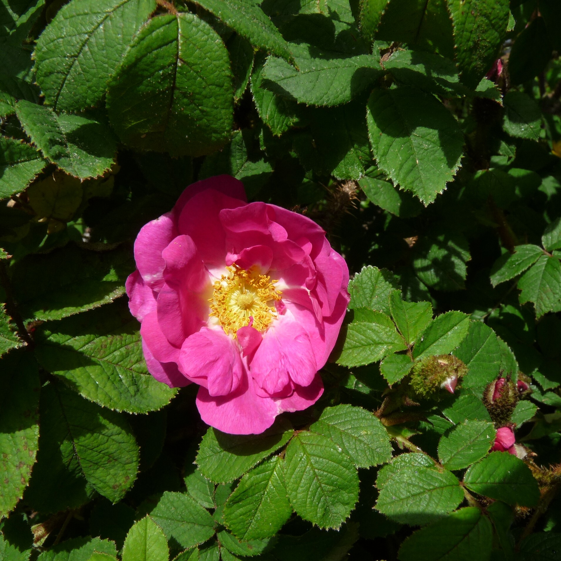 Stine – Bild 12