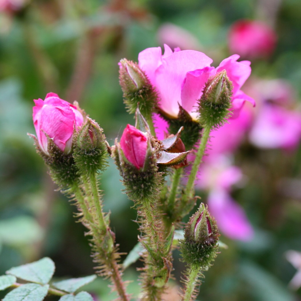 Stine – Bild 14