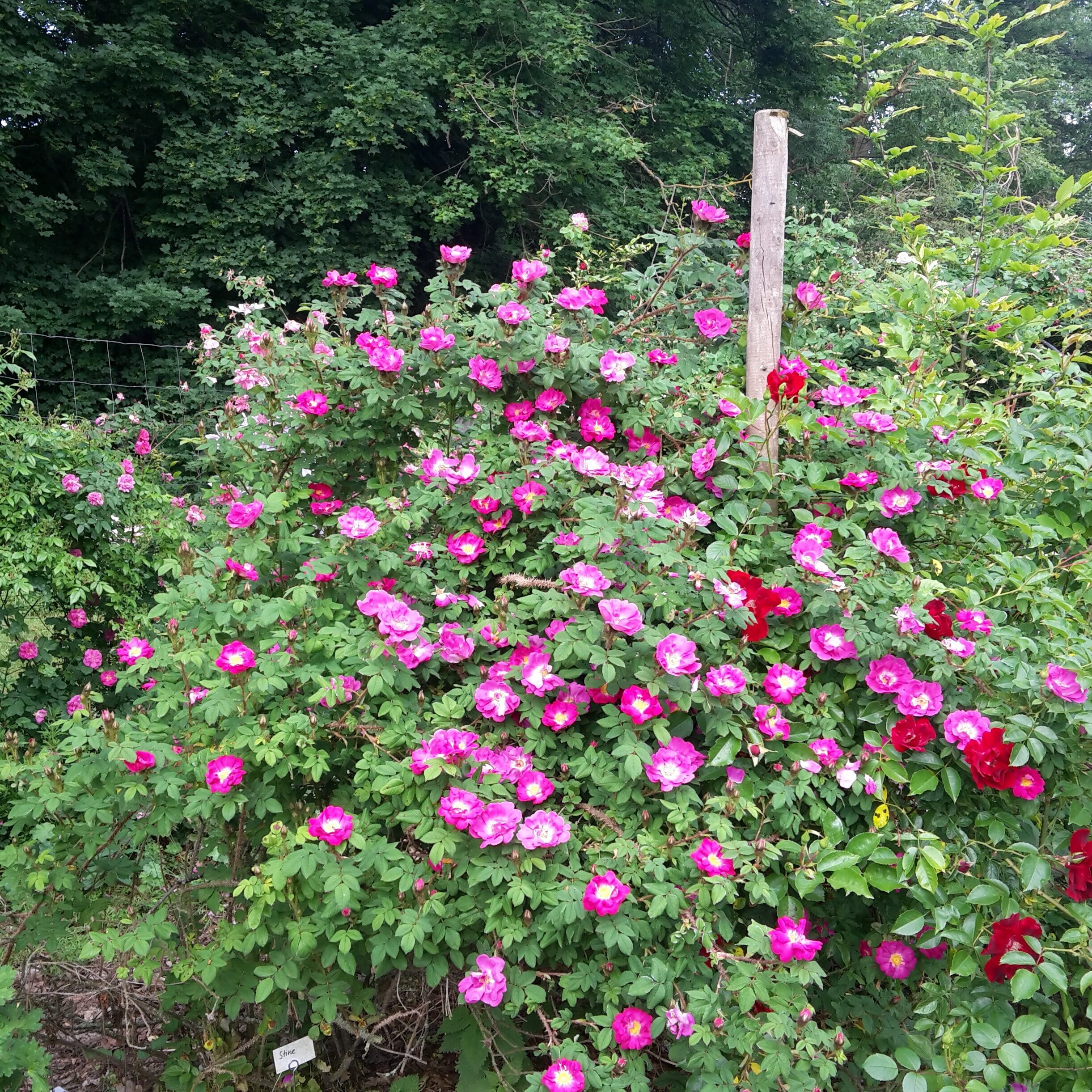 Stine – Bild 5