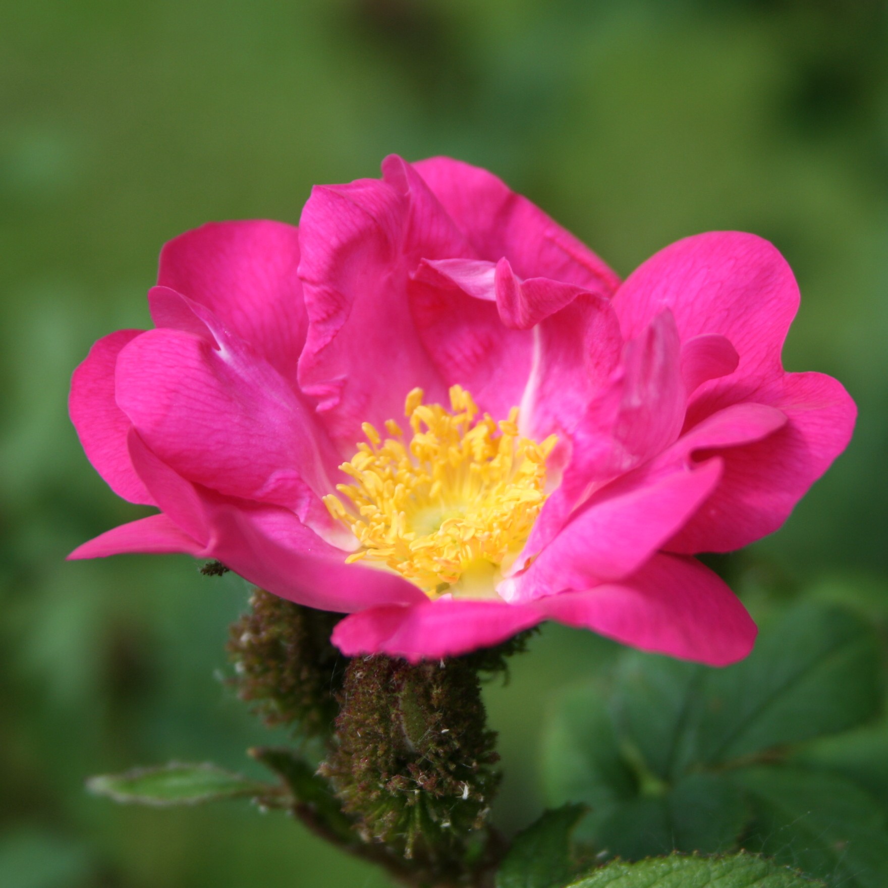 Stine – Bild 4