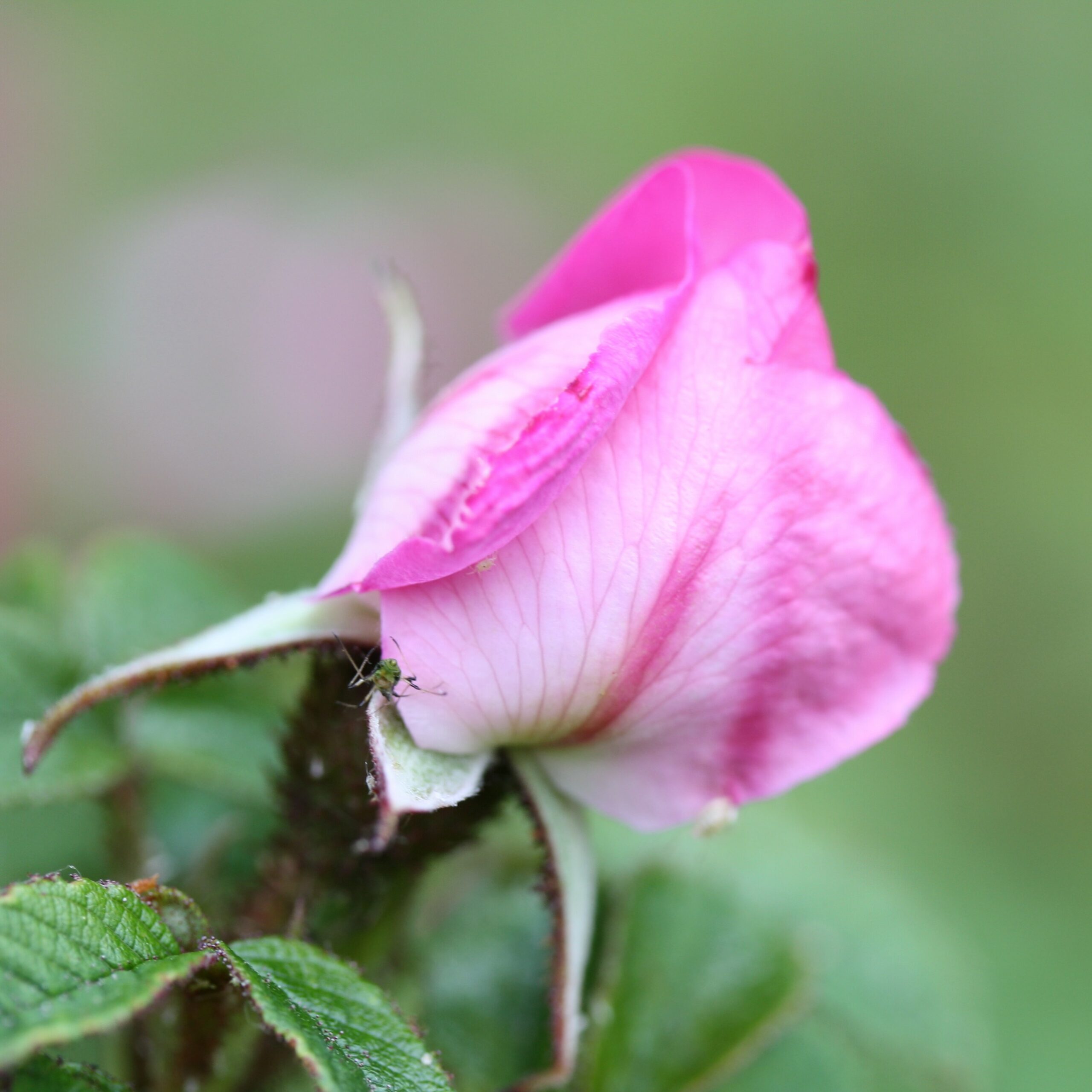 Stine – Bild 10