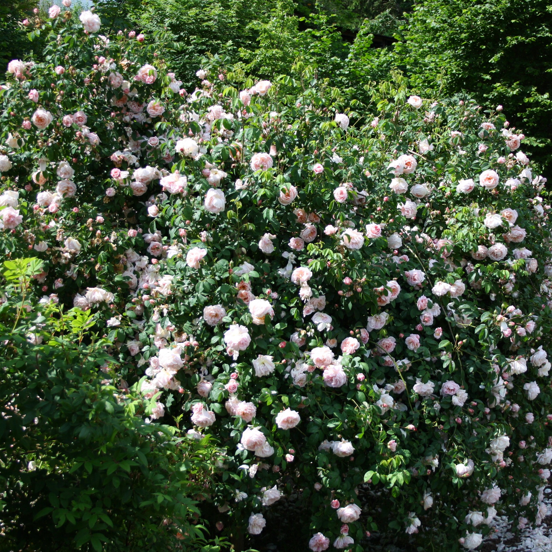 Tender Blush – Bild 11