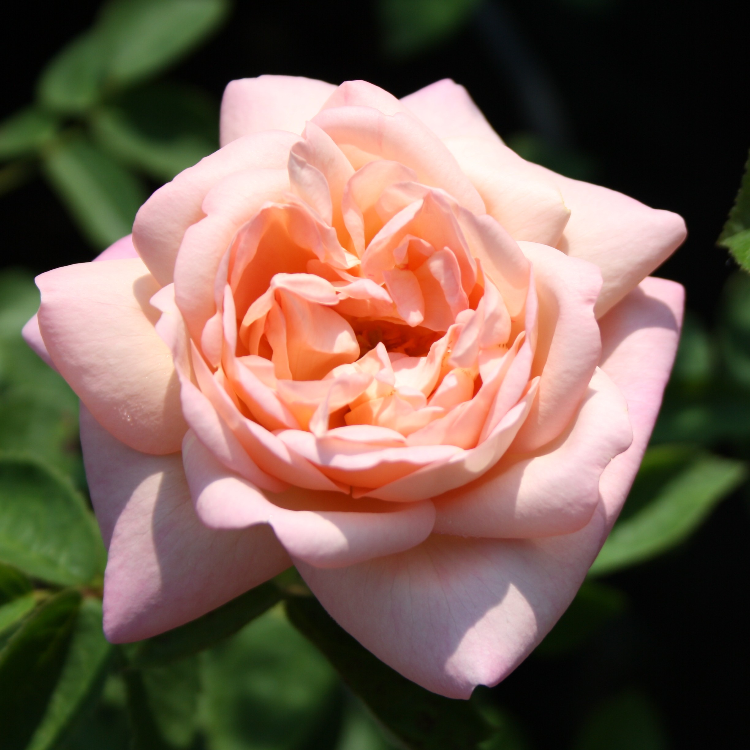 Tender Blush – Bild 13