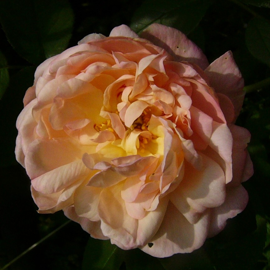 Tender Blush – Bild 14