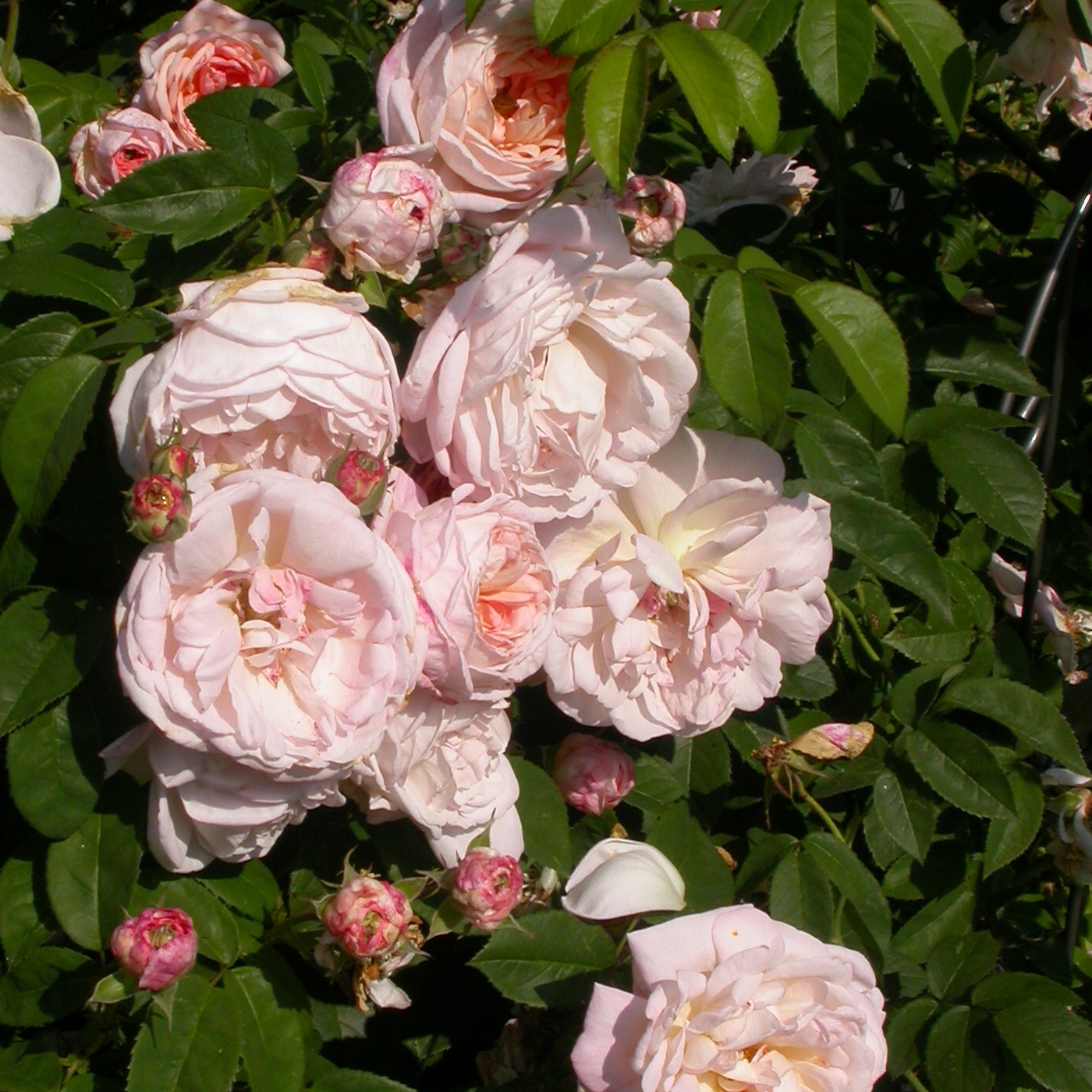 Tender Blush – Bild 3