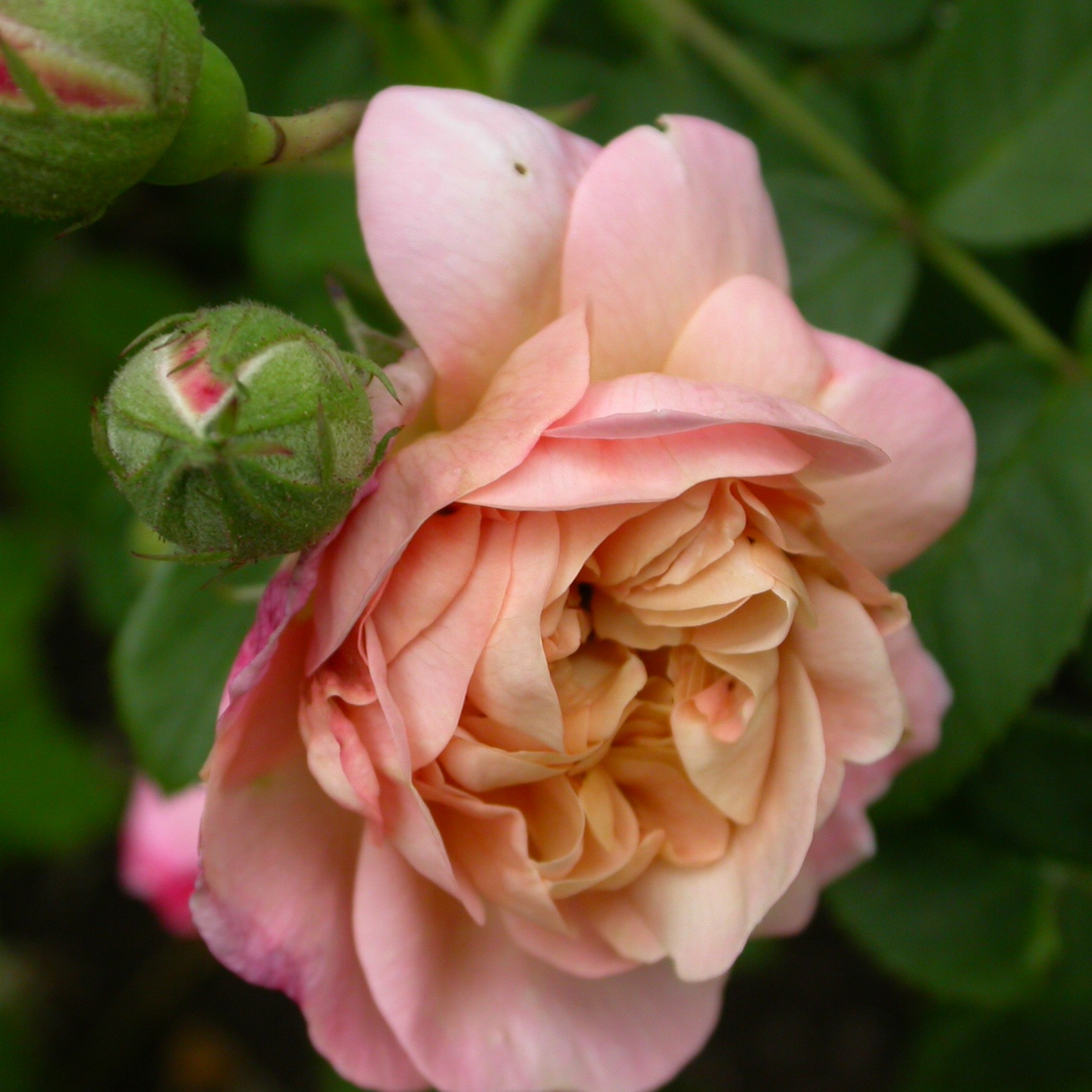 Tender Blush – Bild 4