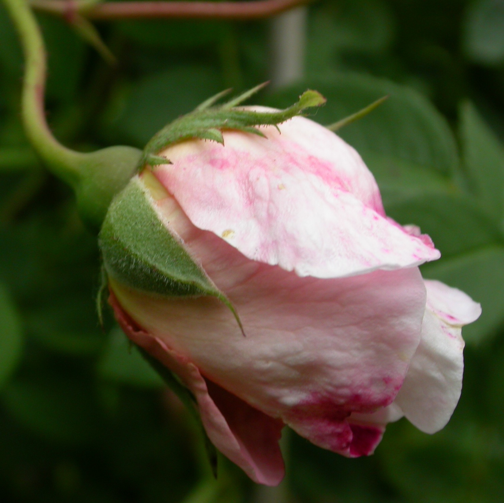 Tender Blush – Bild 5