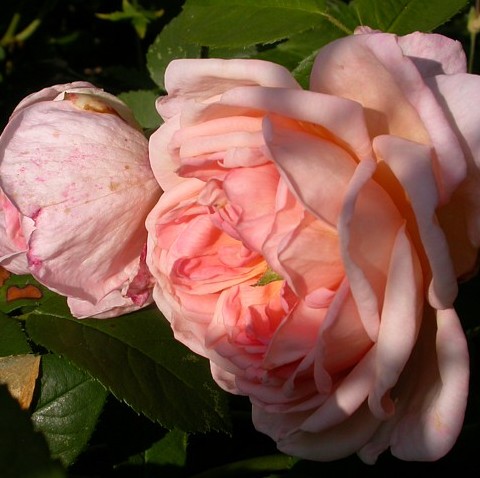 Tender Blush – Bild 6