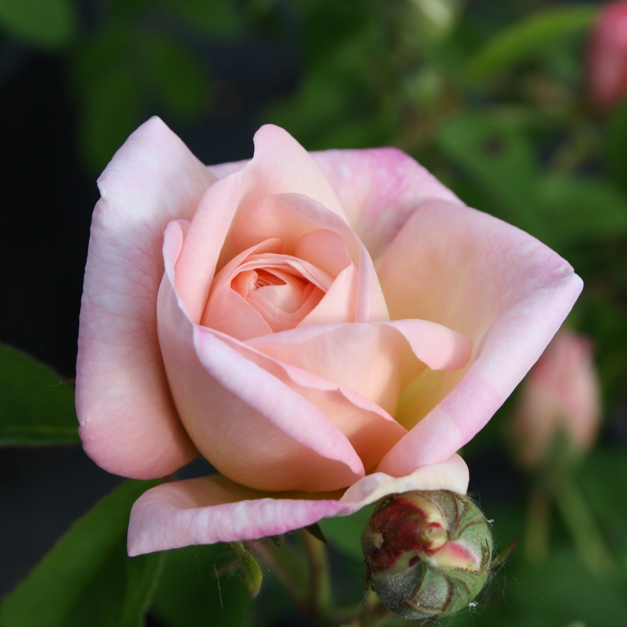 Tender Blush – Bild 7