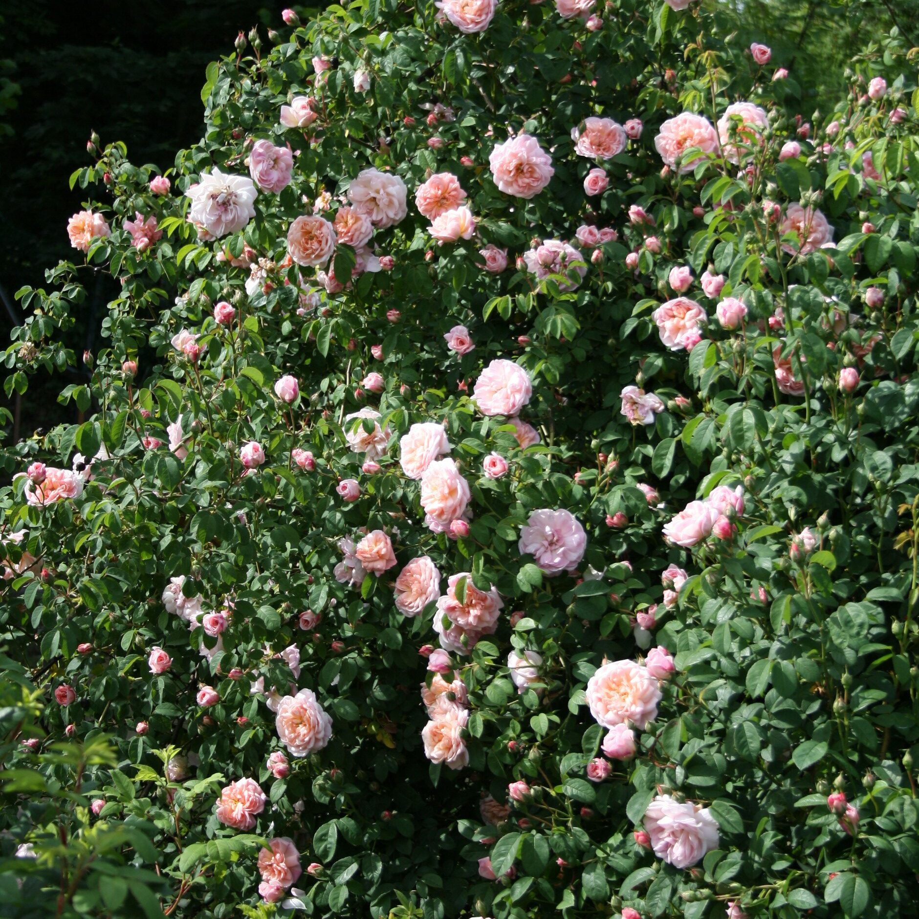 Tender Blush – Bild 8