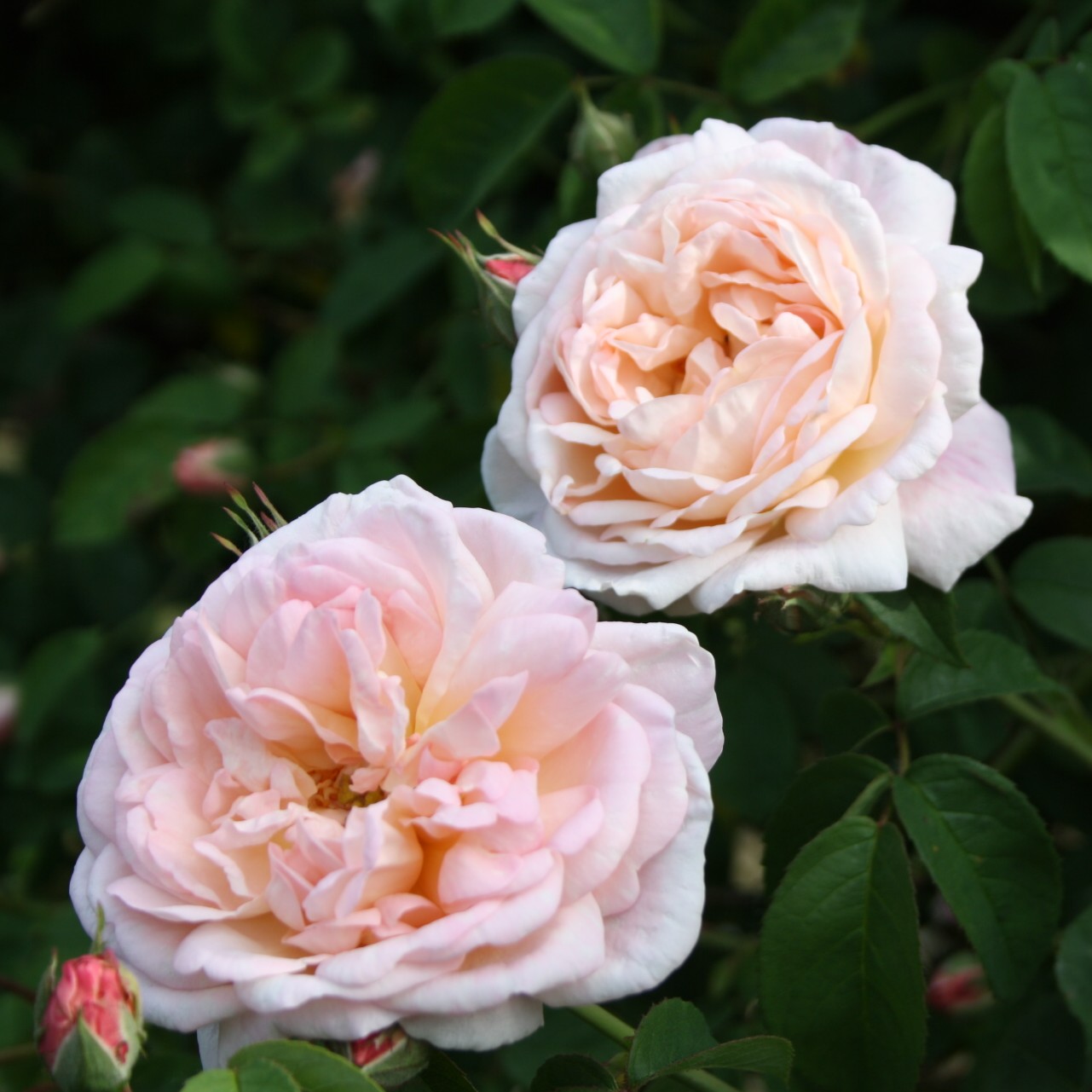 Tender Blush – Bild 9