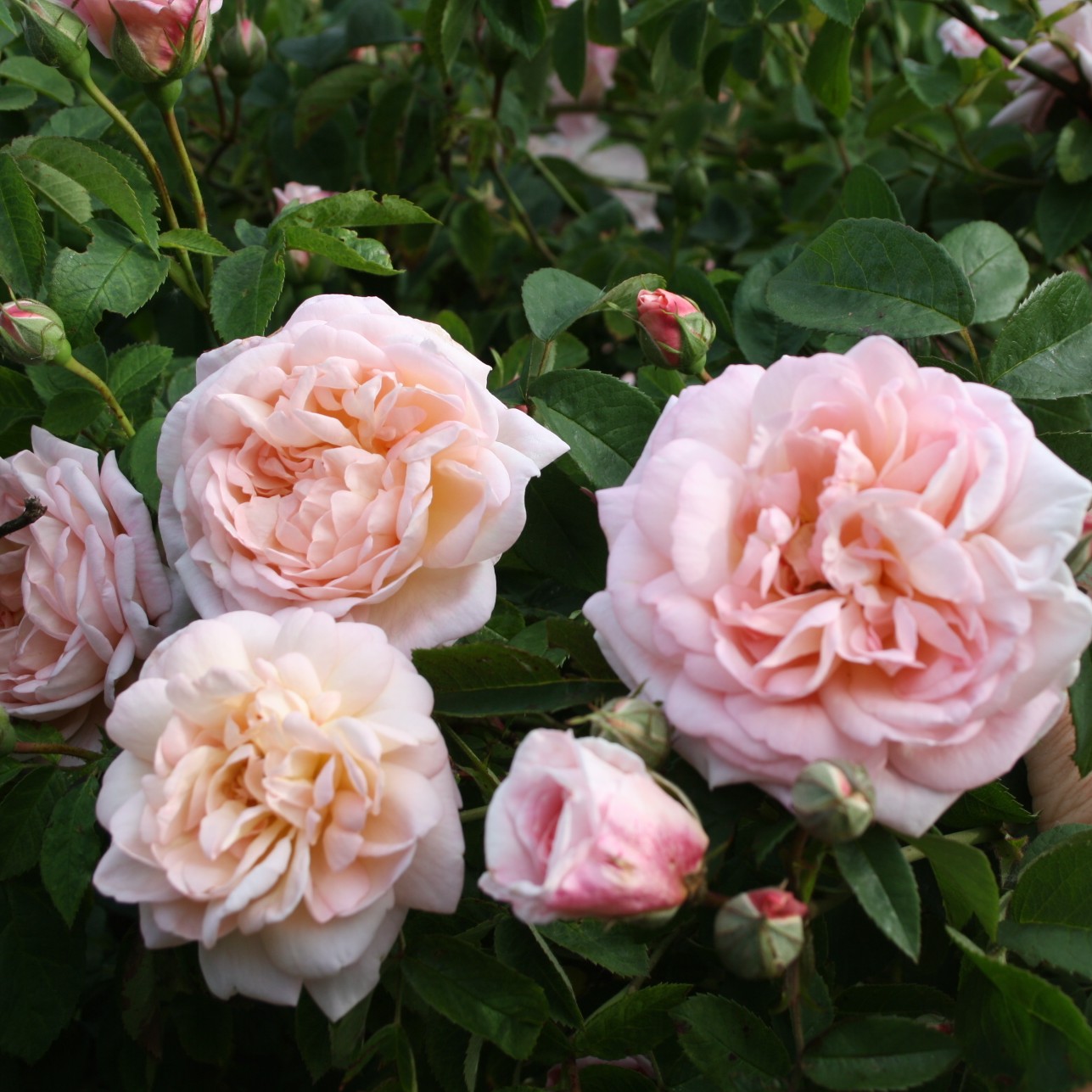 Tender Blush – Bild 10