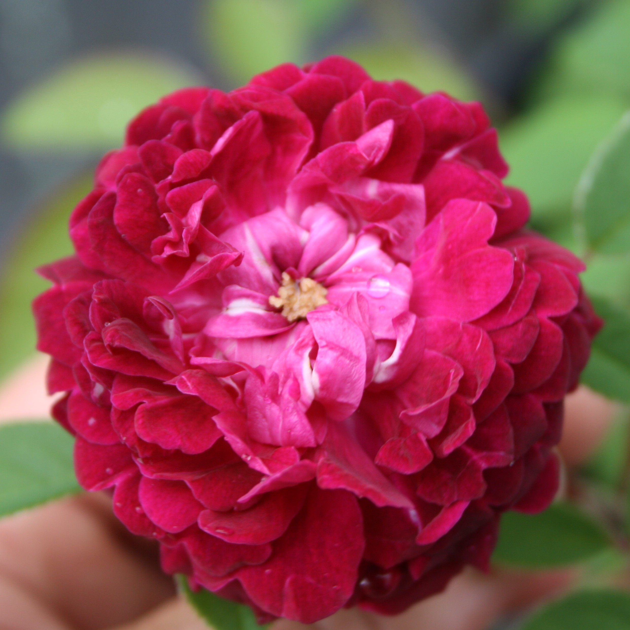 The Shell Rose – Bild 10