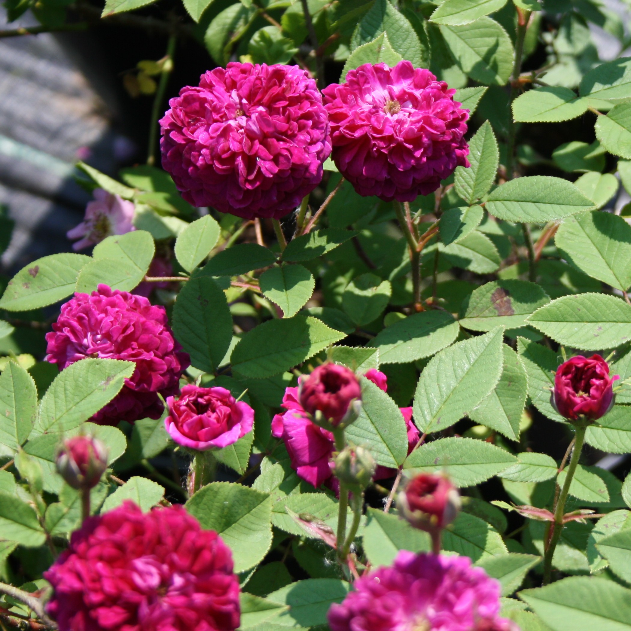 The Shell Rose – Bild 3