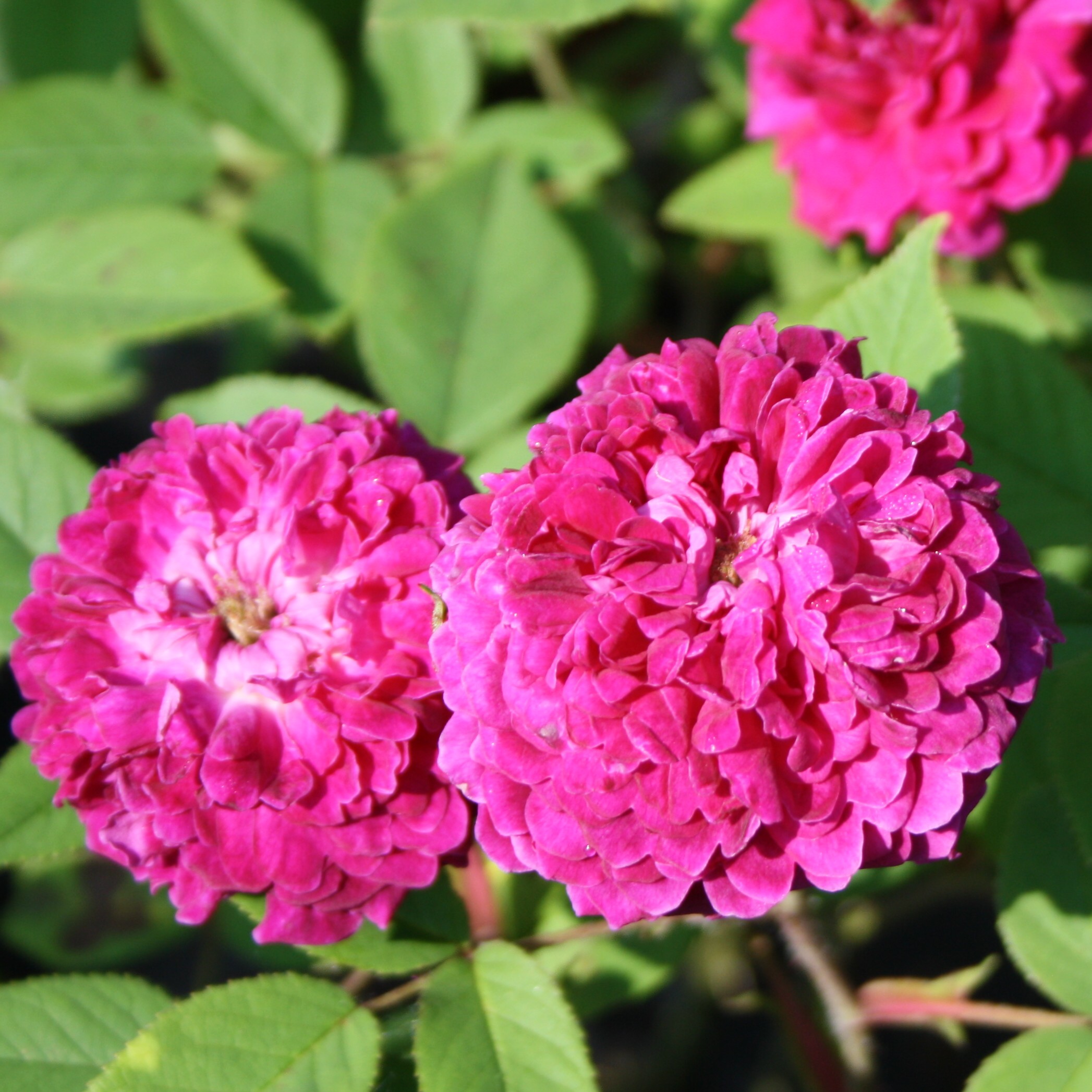 The Shell Rose – Bild 4