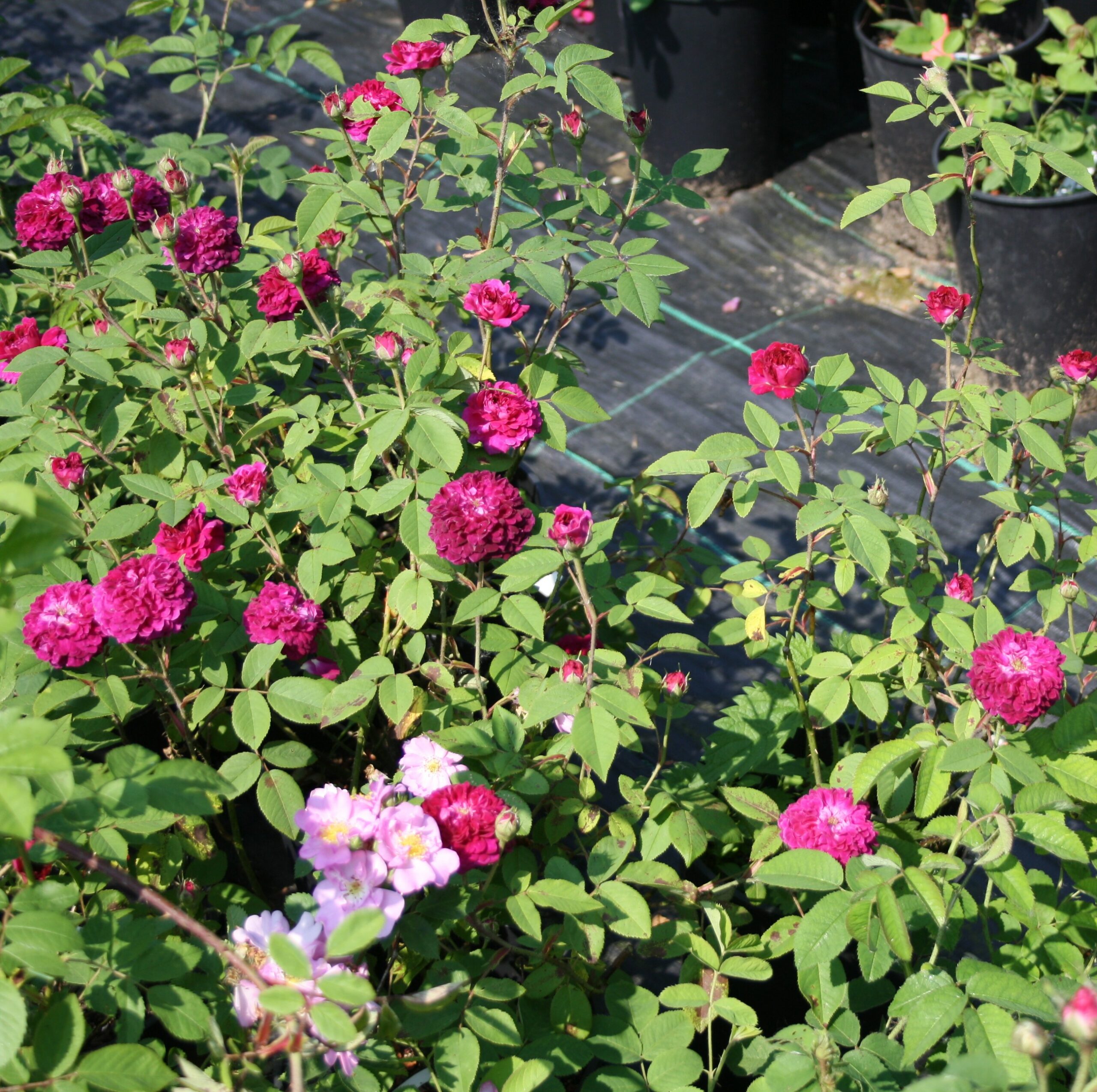 The Shell Rose – Bild 6