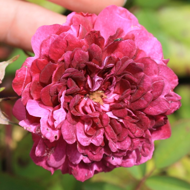 The Shell Rose – Bild 7