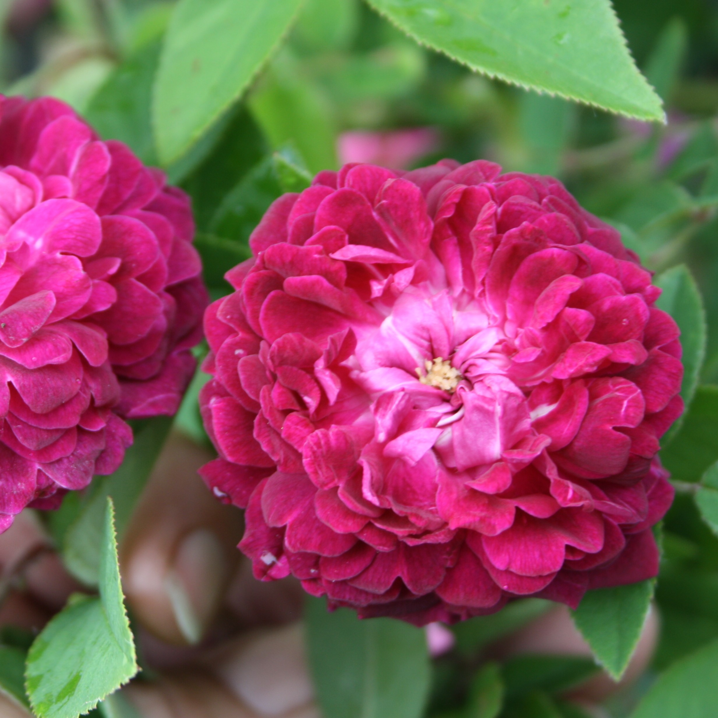 The Shell Rose – Bild 9