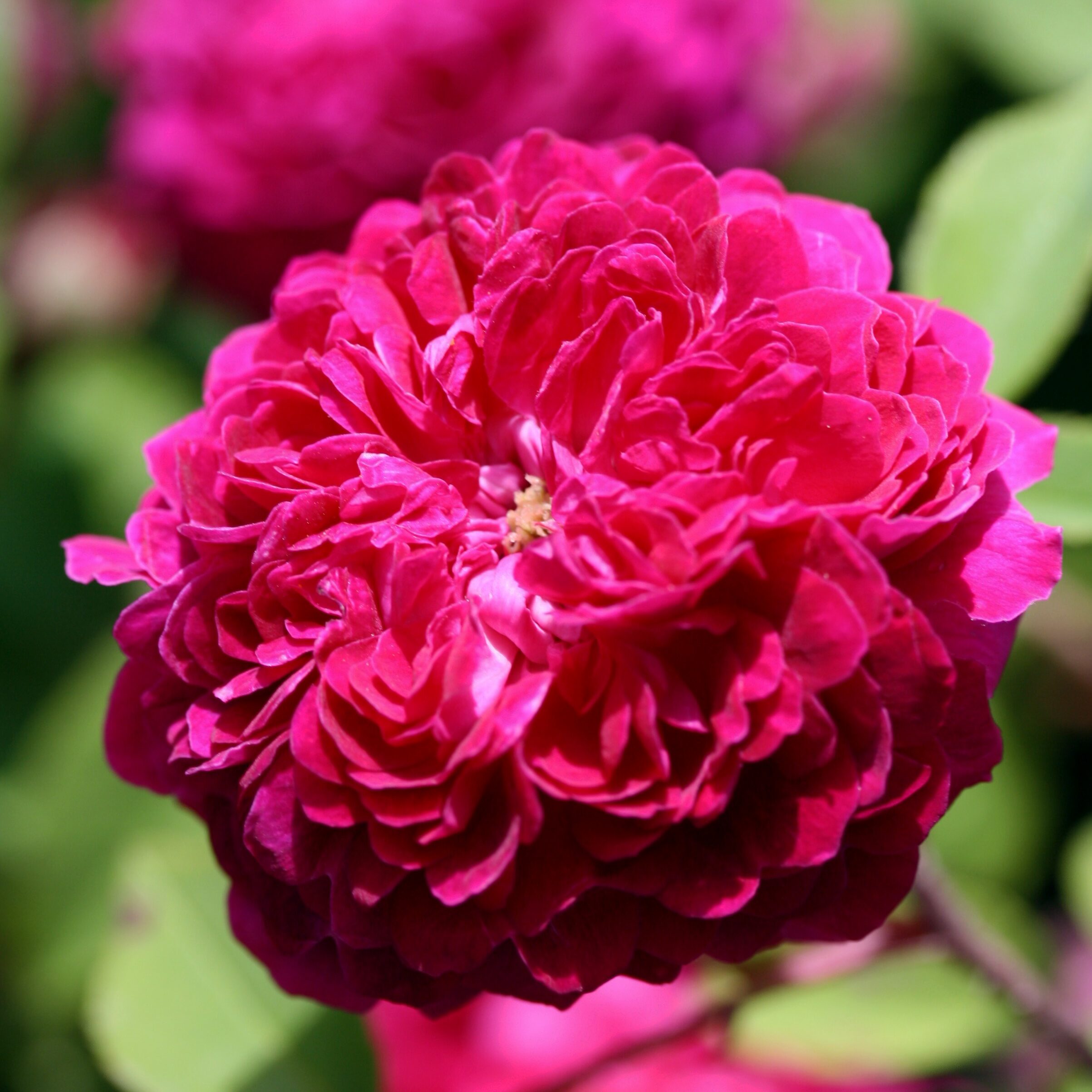 The Shell Rose – Bild 2