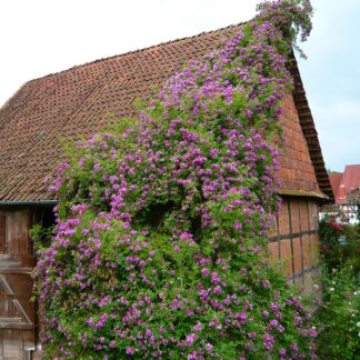 Veilchenblau
