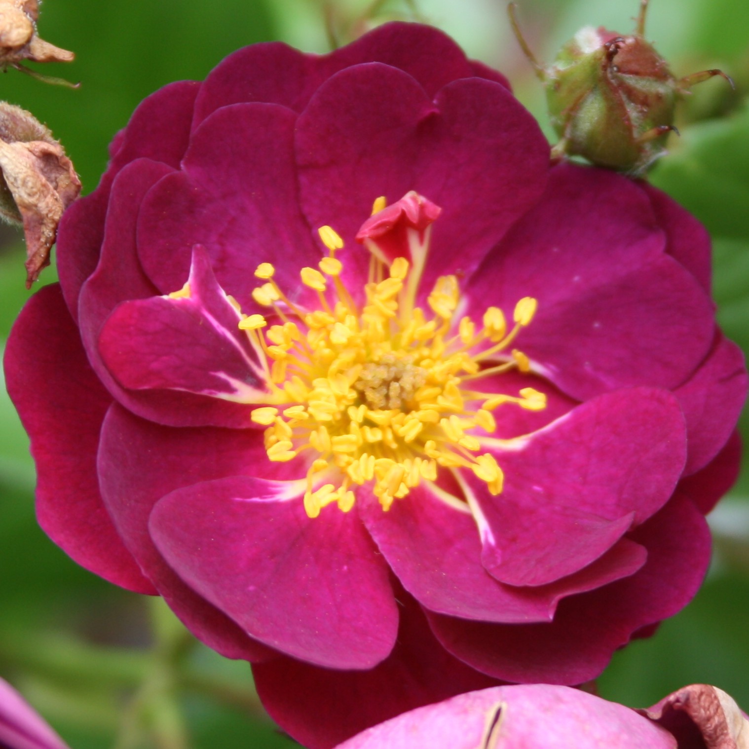 Violette – Bild 6