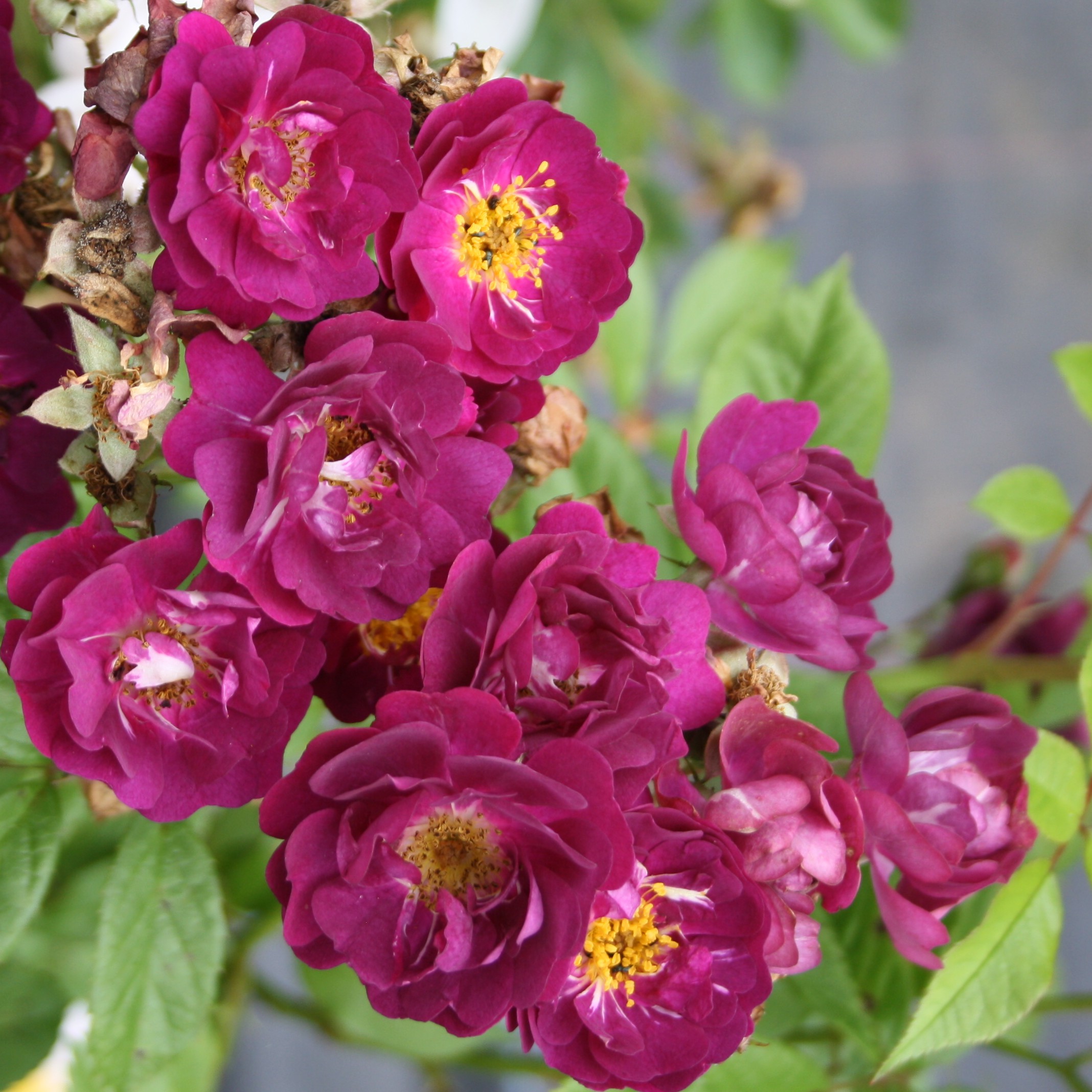 Violette – Bild 5