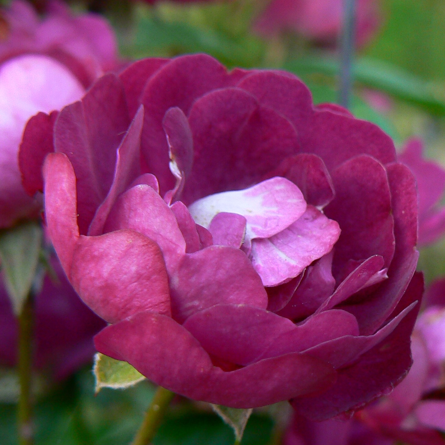 Violette – Bild 3