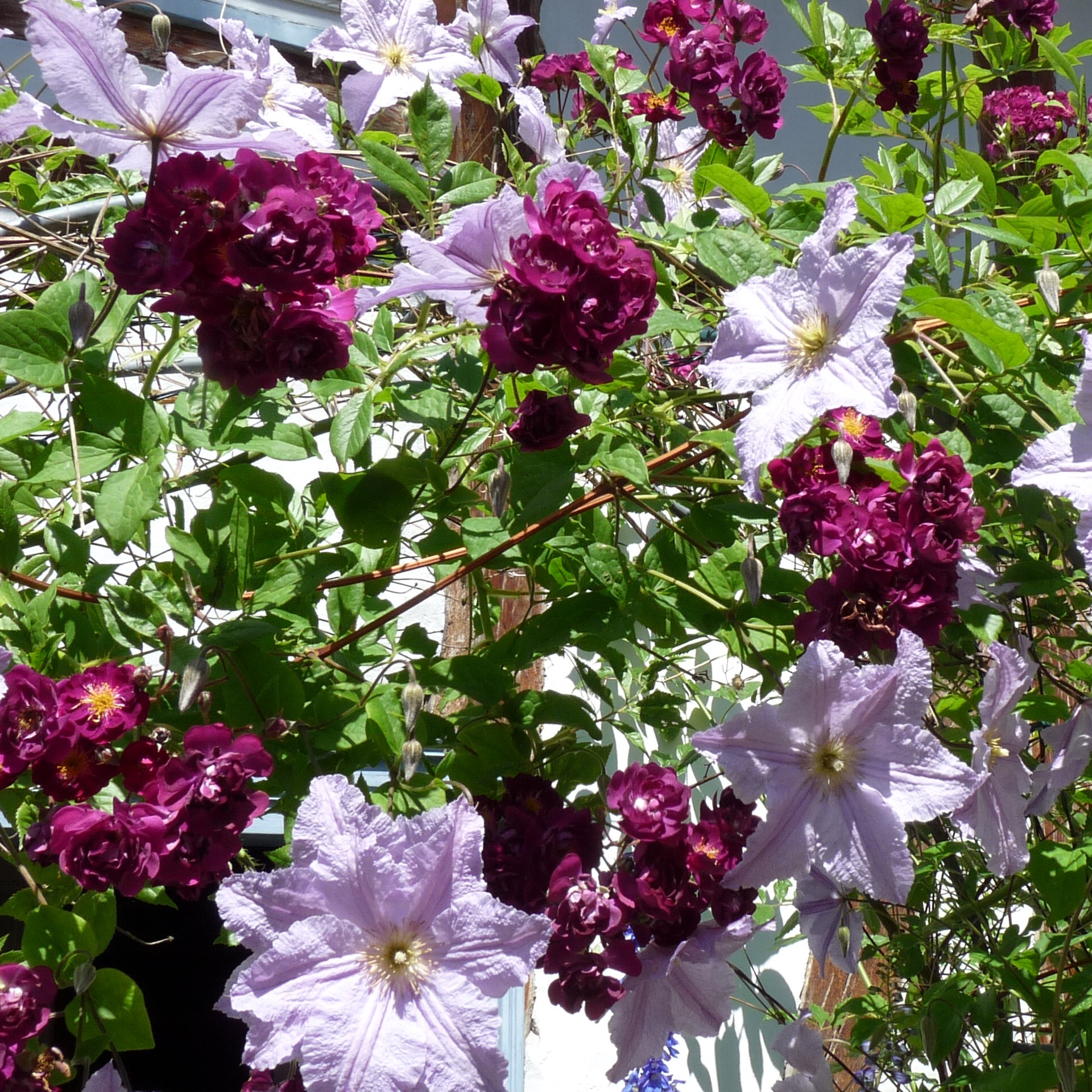 Violette – Bild 2