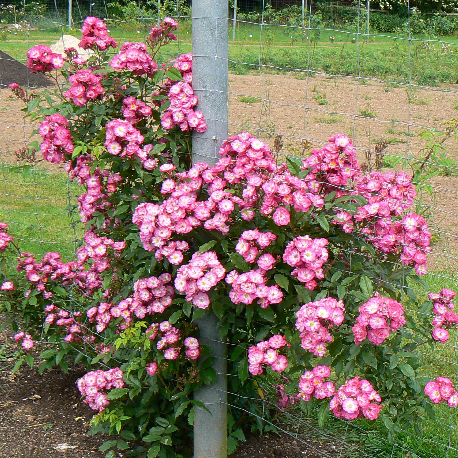Violette Fire – Bild 5