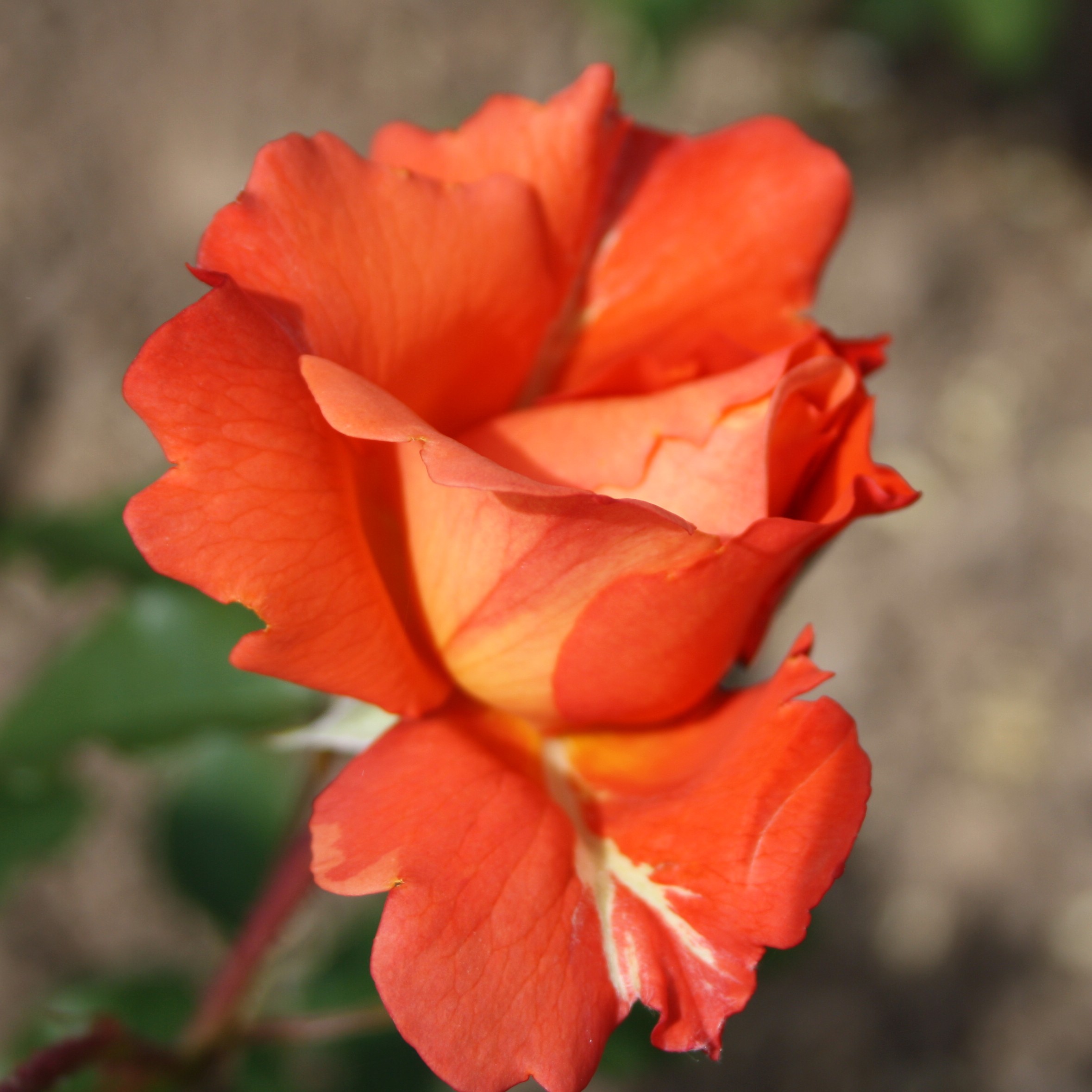Westerland – Bild 5