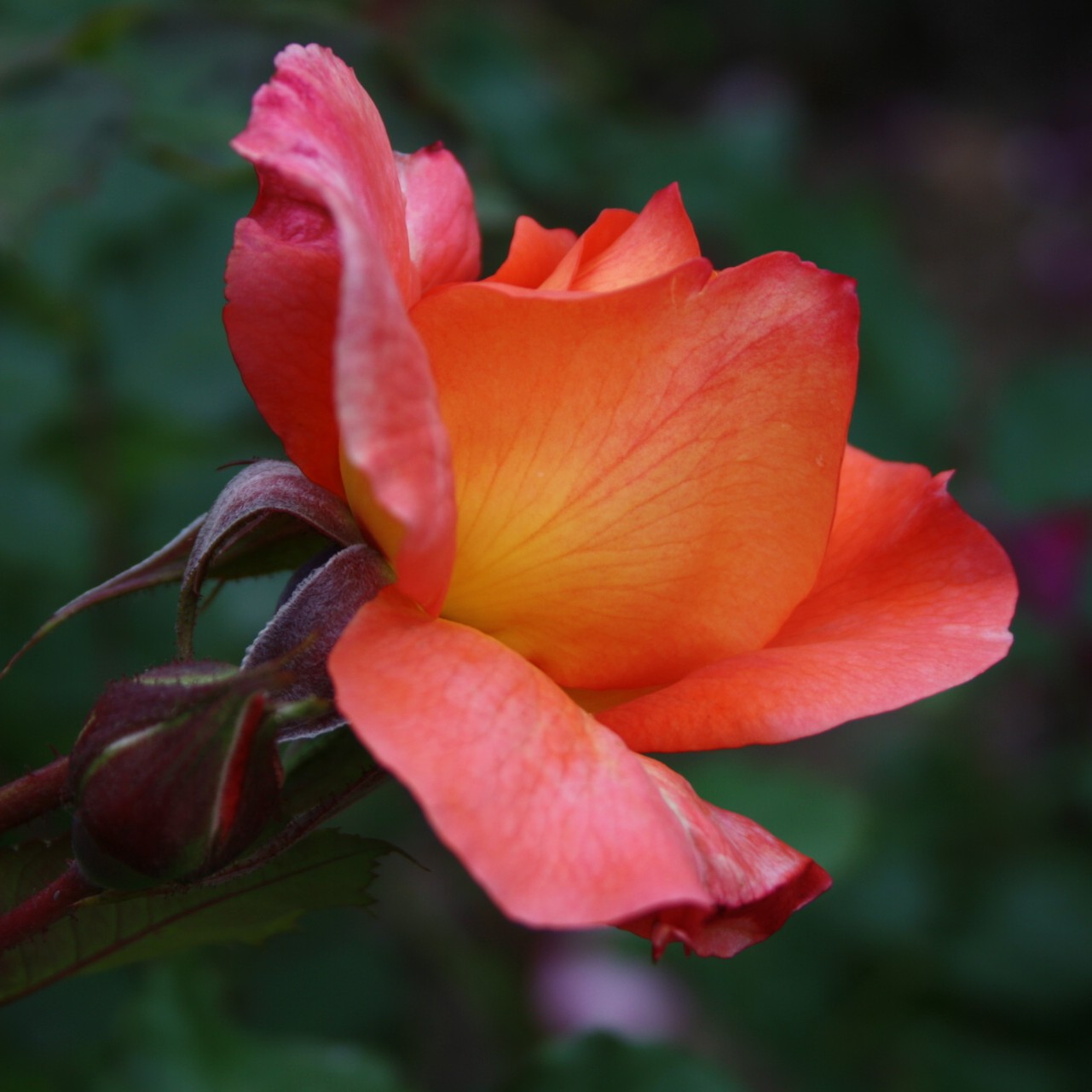 Westerland – Bild 8