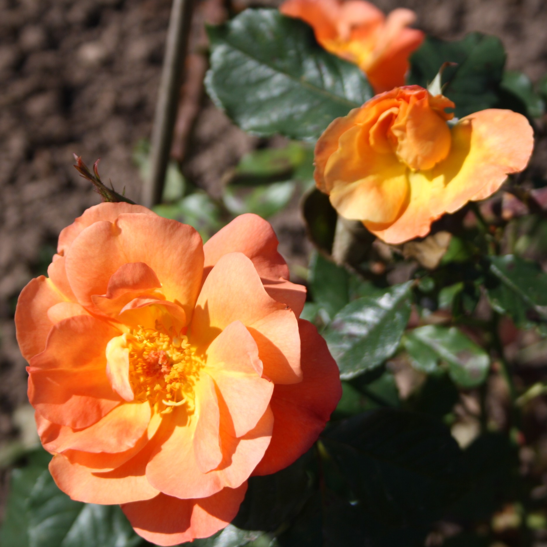 Westerland – Bild 11
