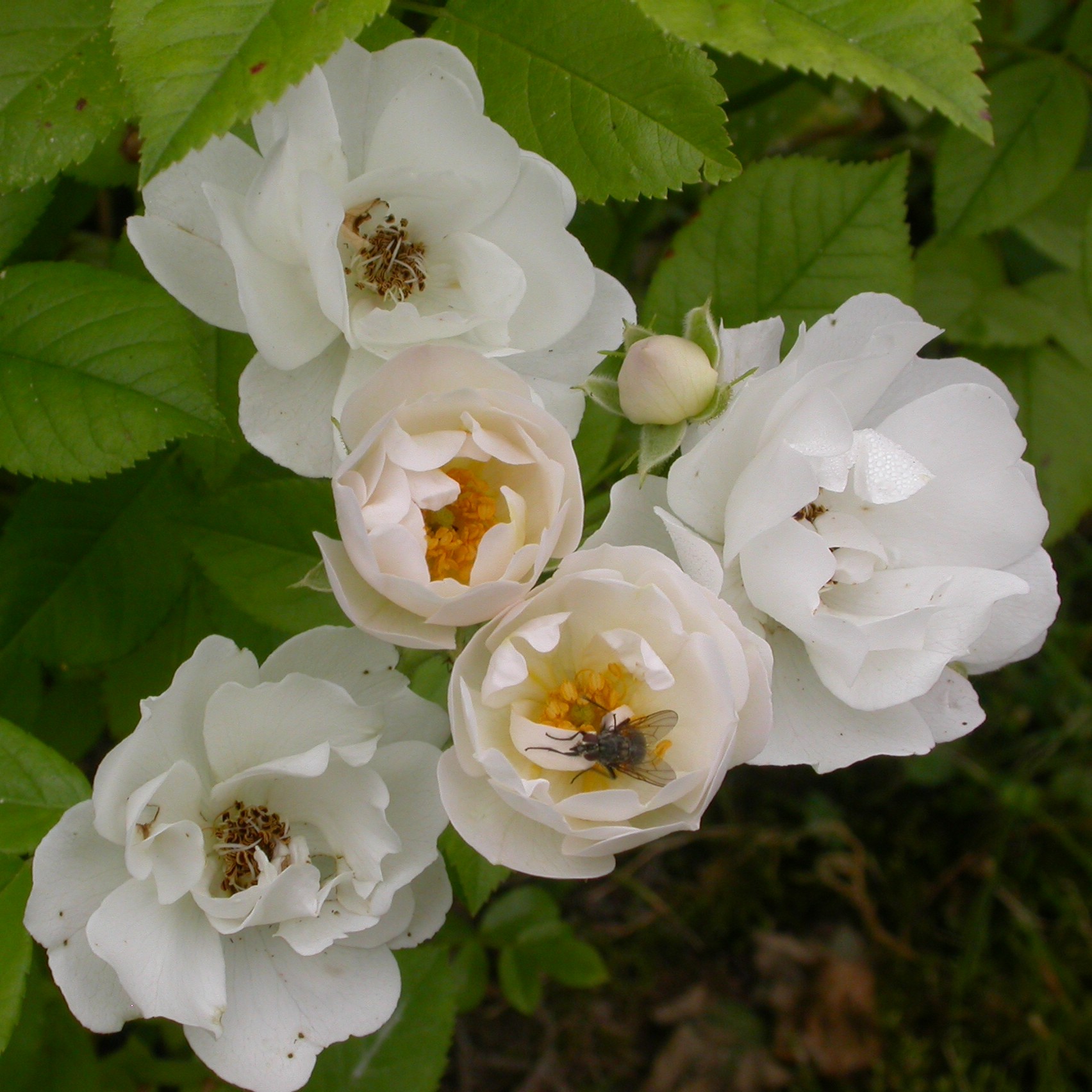 White Flight – Bild 2